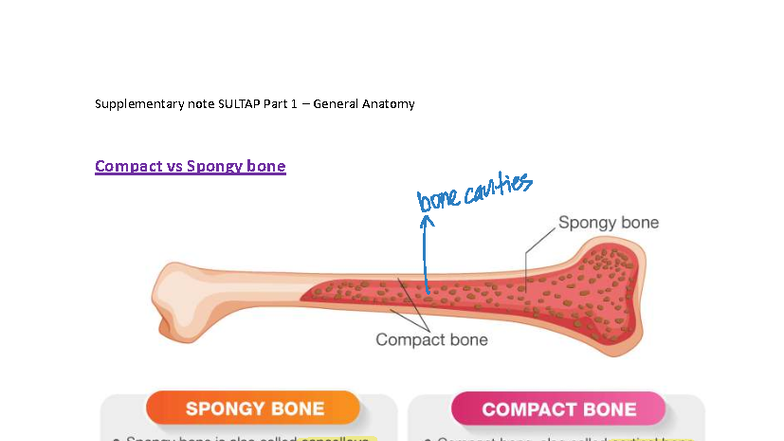 Supplementary note Sultap Part 1 - General Anatomy - medical notes ...
