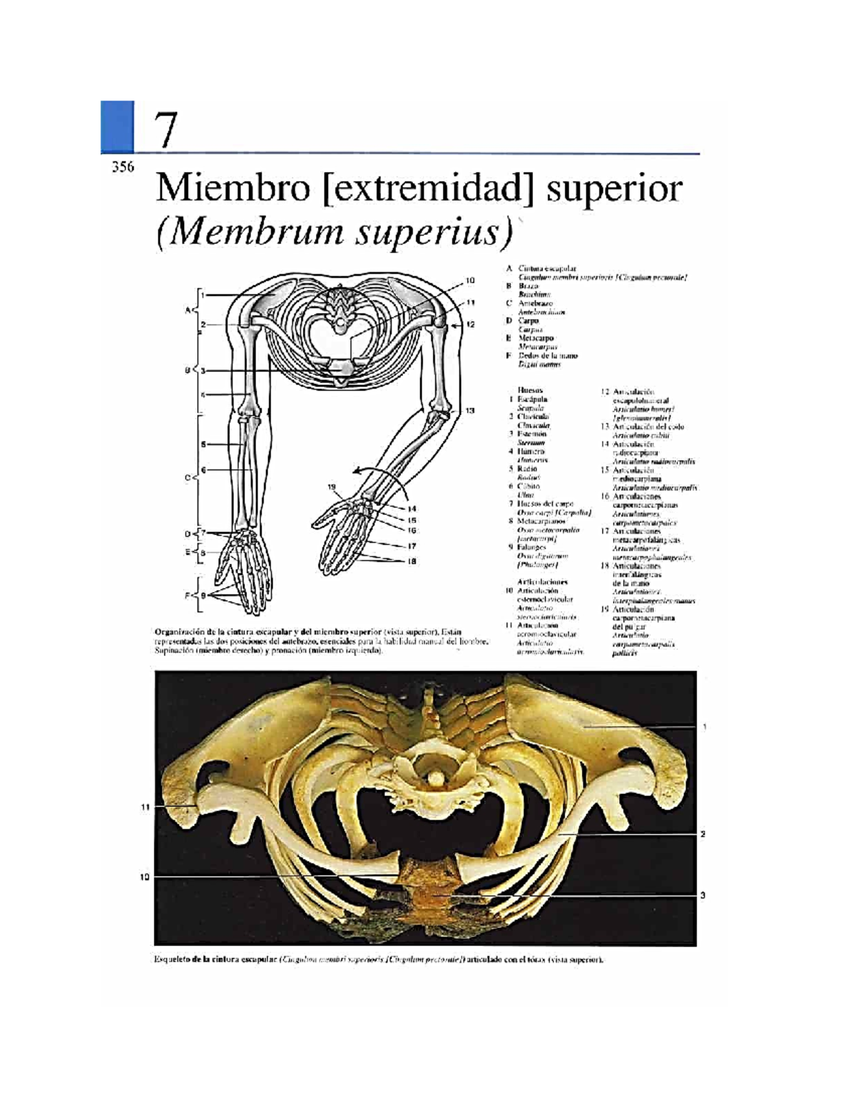 Anatomia Parcial 1 - Apuntes - 7 356 Miembro superior (Membrum superius ...
