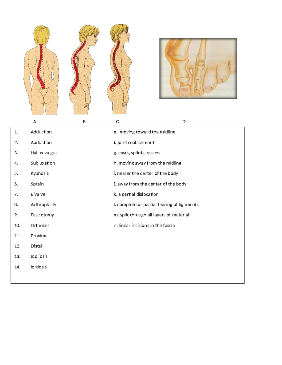 Ortho vocabulary-1 - A B C D Definition Definition Adduction e. moving ...