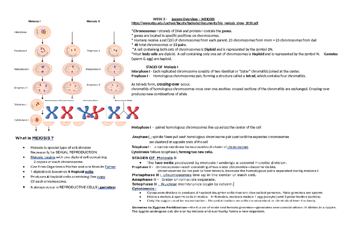 Meiosis - Handouts - Copy - WEEK 3 - Lesson Overview – MEIOSIS - Studocu