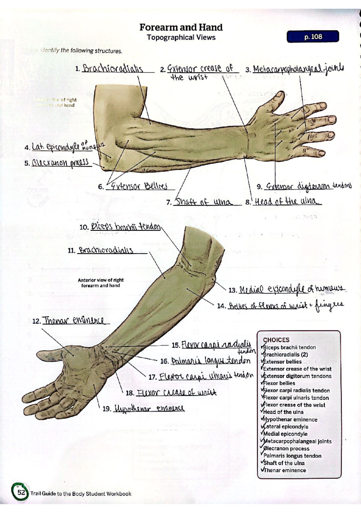 KINS Forearm and Hand Structures Identification Workbook - Studocu