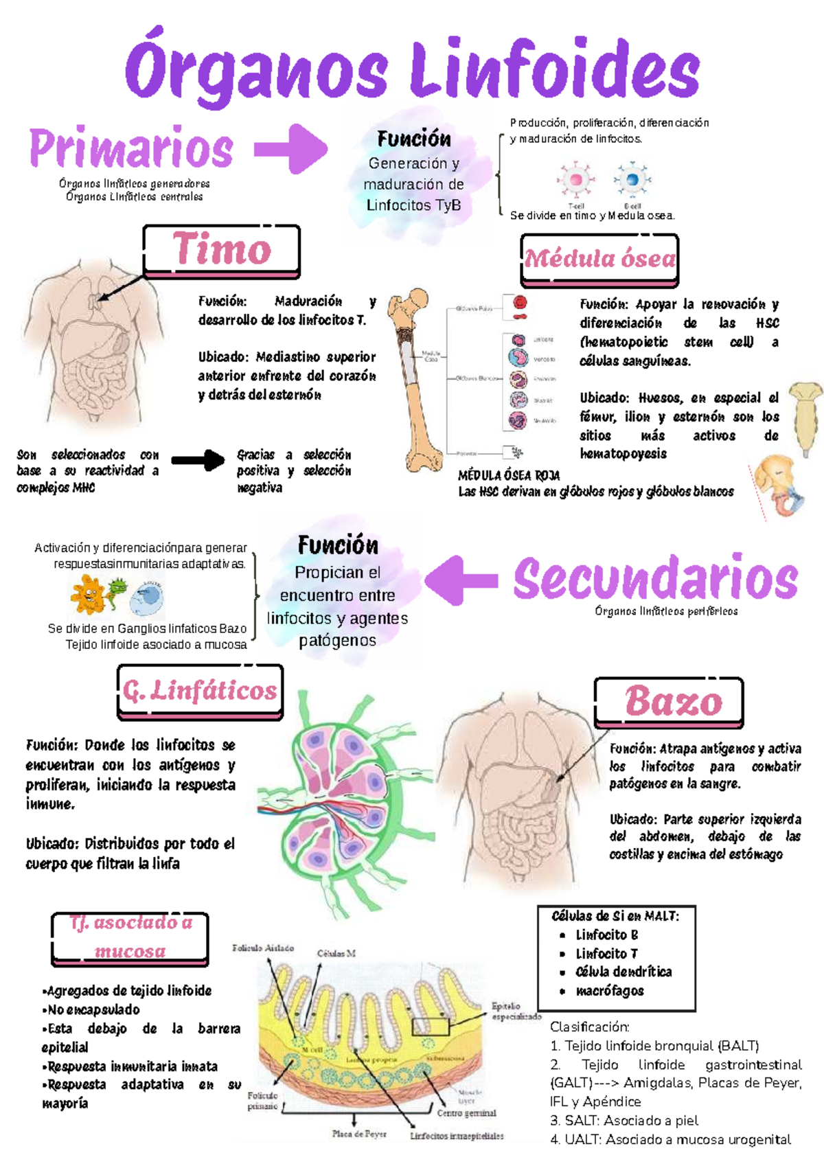 Órganos Linfoides Primarios y Secundarios: Funciones y Ubicación - Studocu