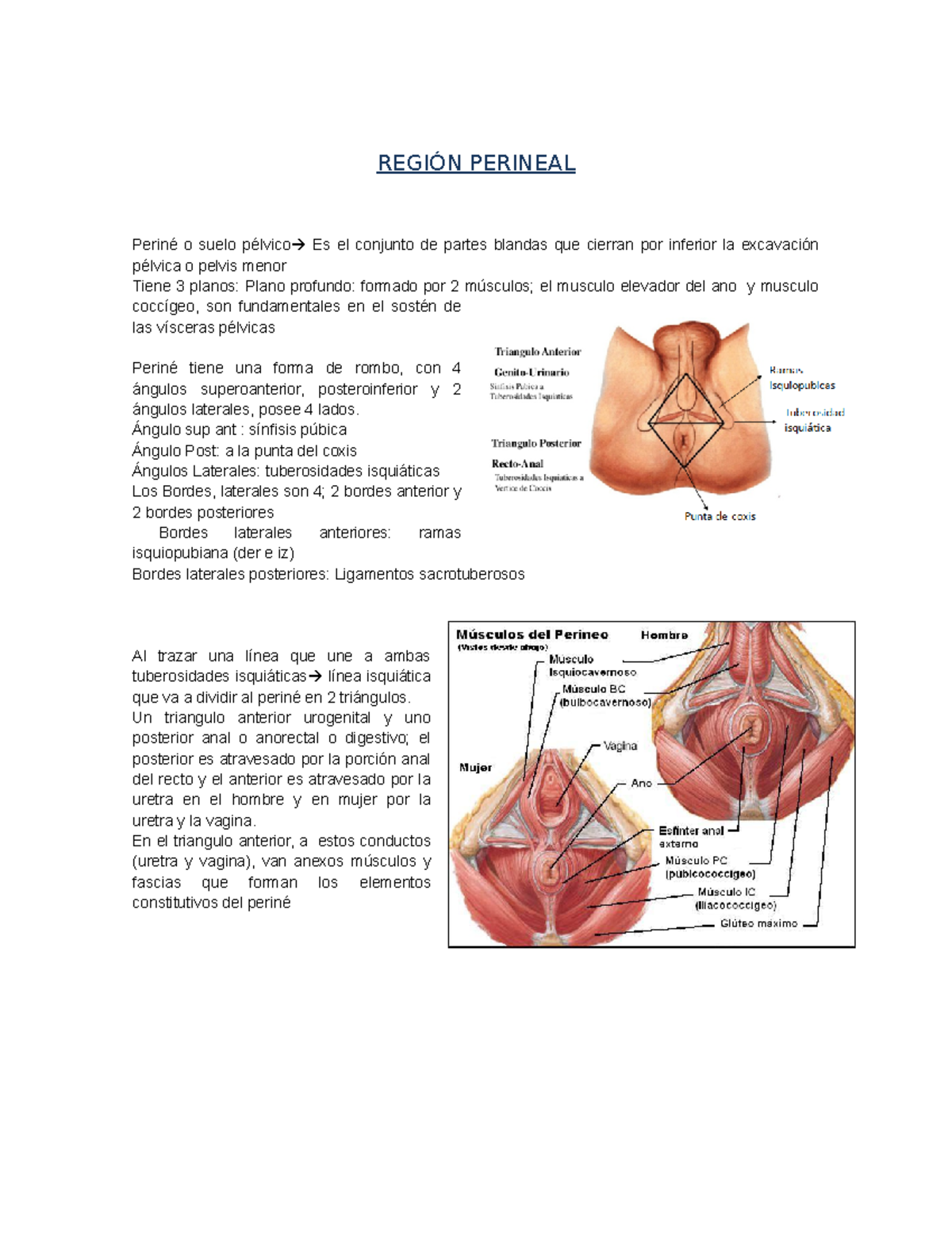 Anatomía De La Región Perineal