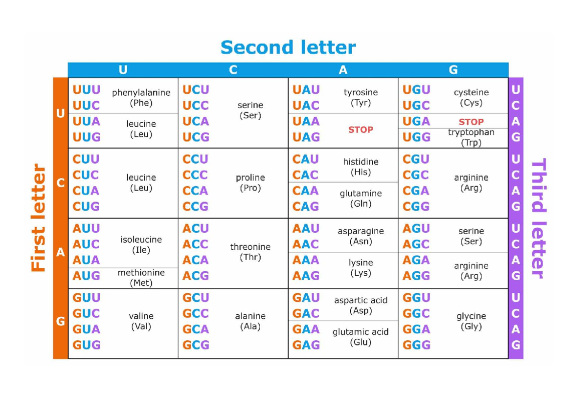 Codon Charts - Practice Guide for U C A G Codons - Studocu