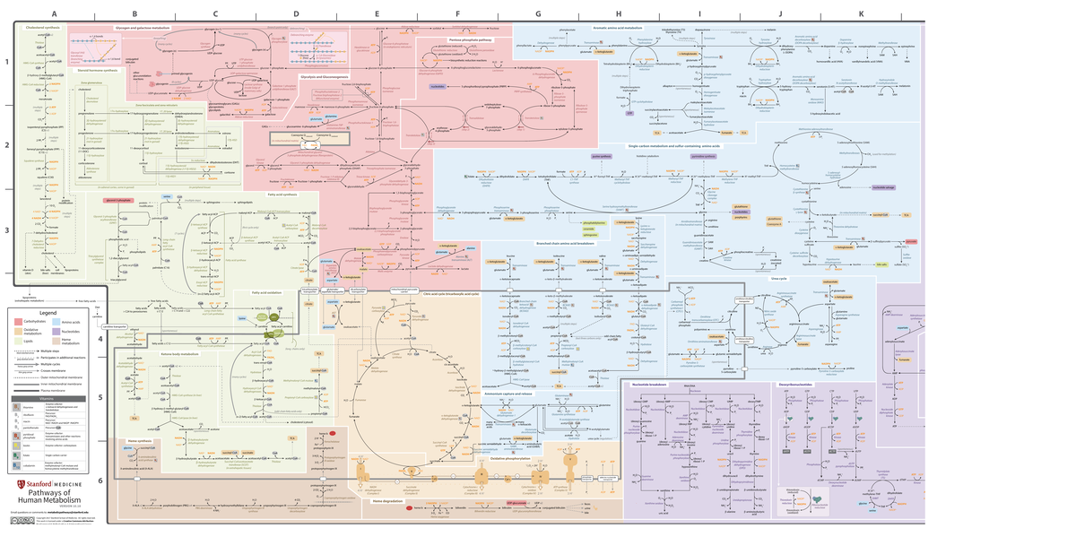 Biochem 221: Pathways of Human Metabolism Overview - Studocu