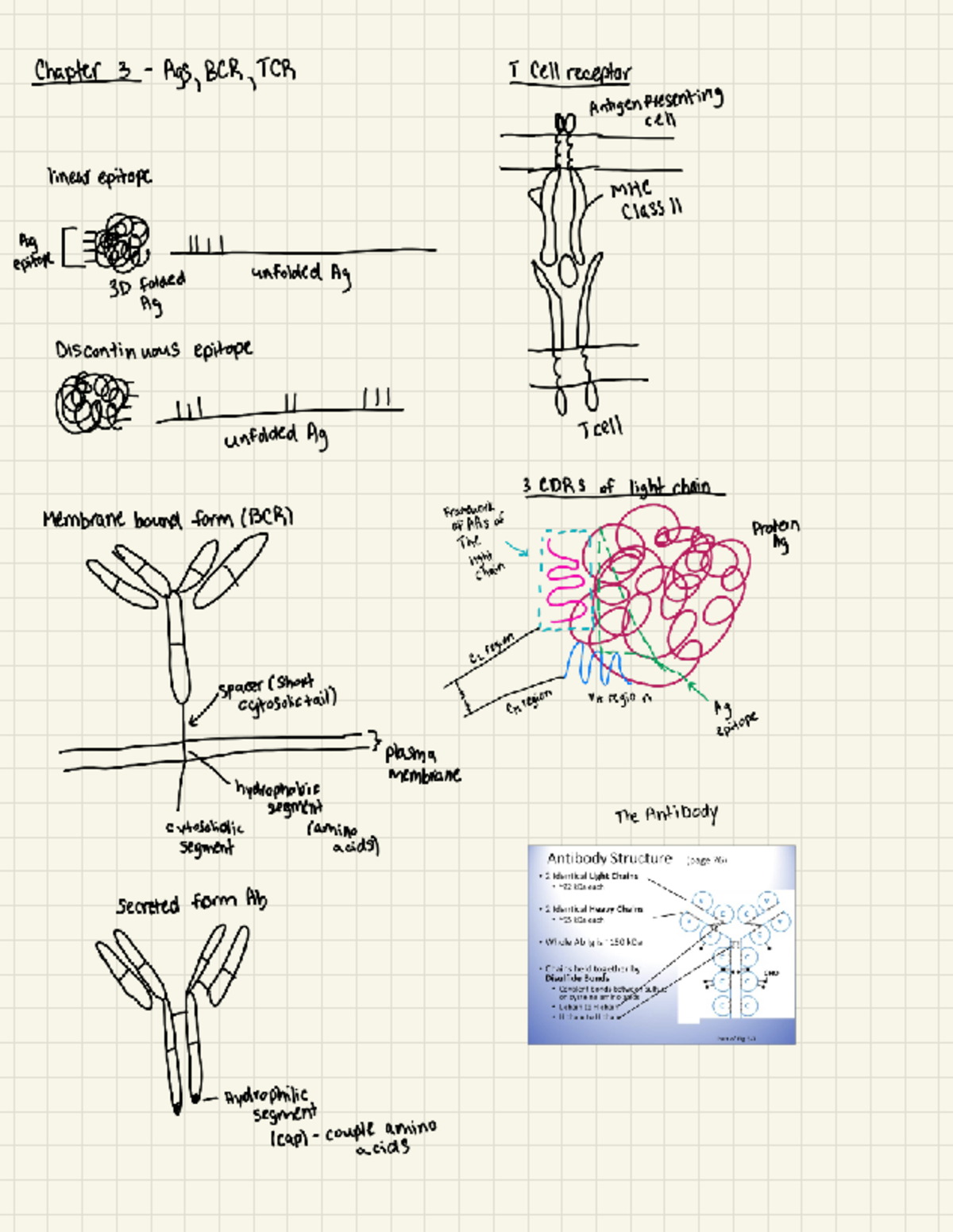 Chapter Exam 1: T Cell Receptors and Antibody Structure Analysis - Studocu