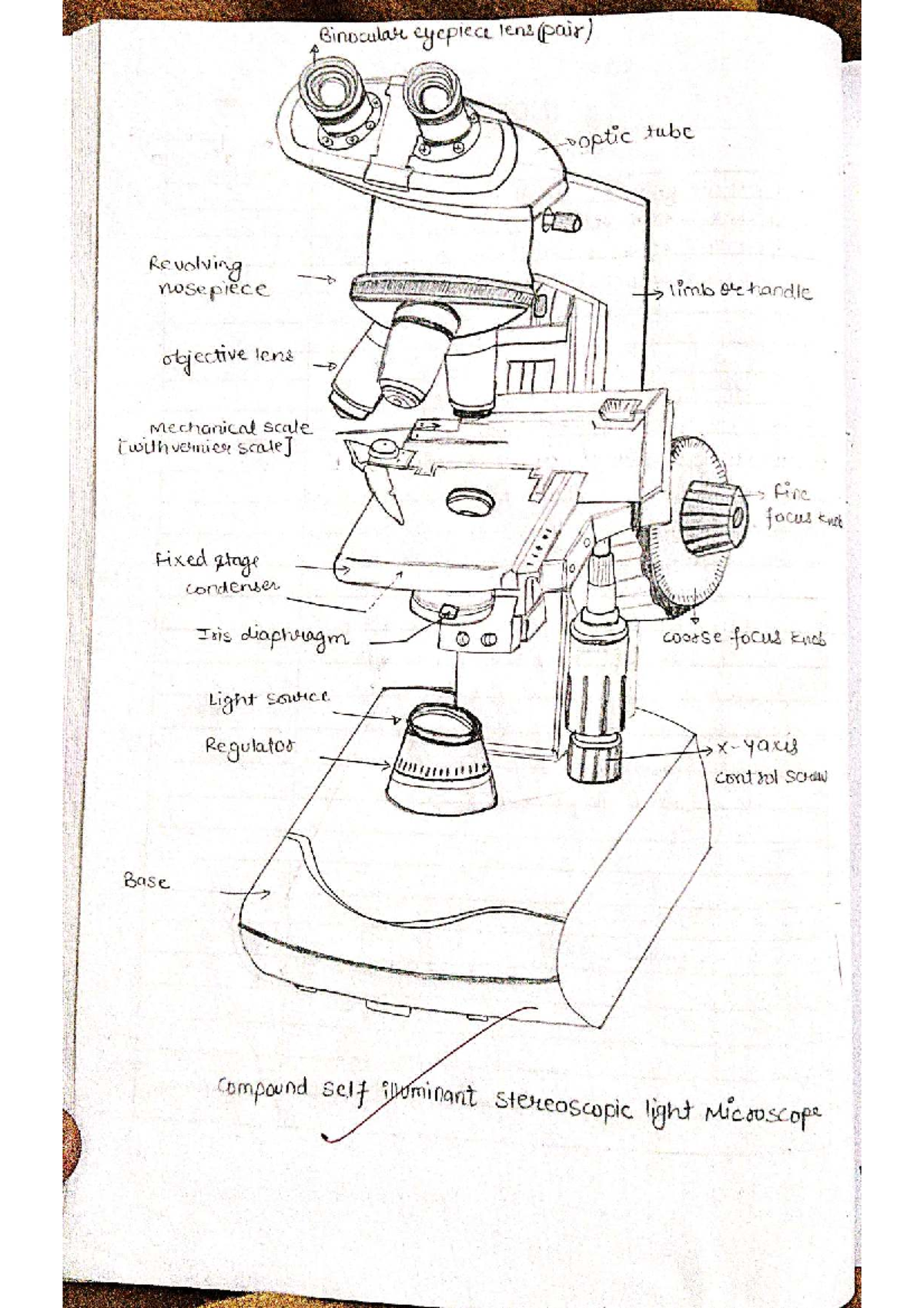 Physiology Lab Study: Compound Microscope & Hemocytometer Techniques ...