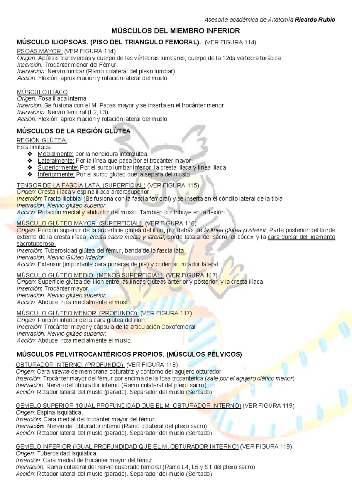 Músculo Bíceps: Origen e Inserciones, image size:1200x1696