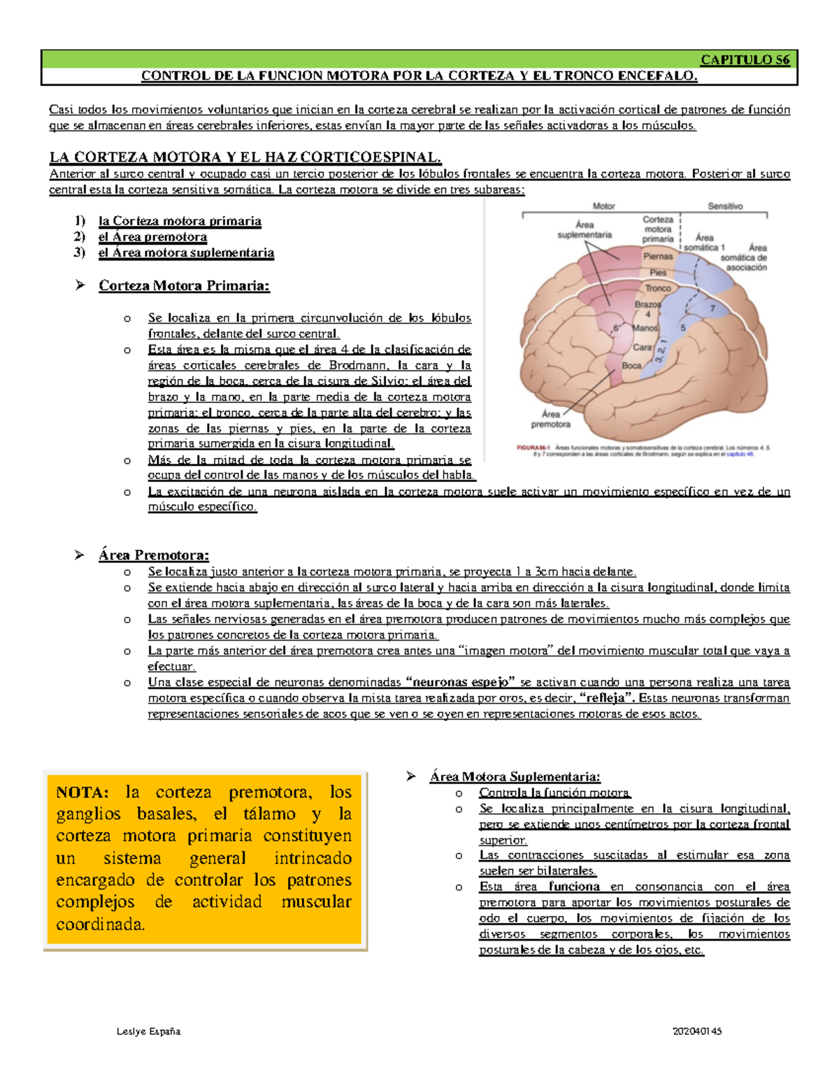 Control de la Función Motora por la Corteza y Tronco Encefálico - Cap. 56, Guyton y Hall - Document Preview