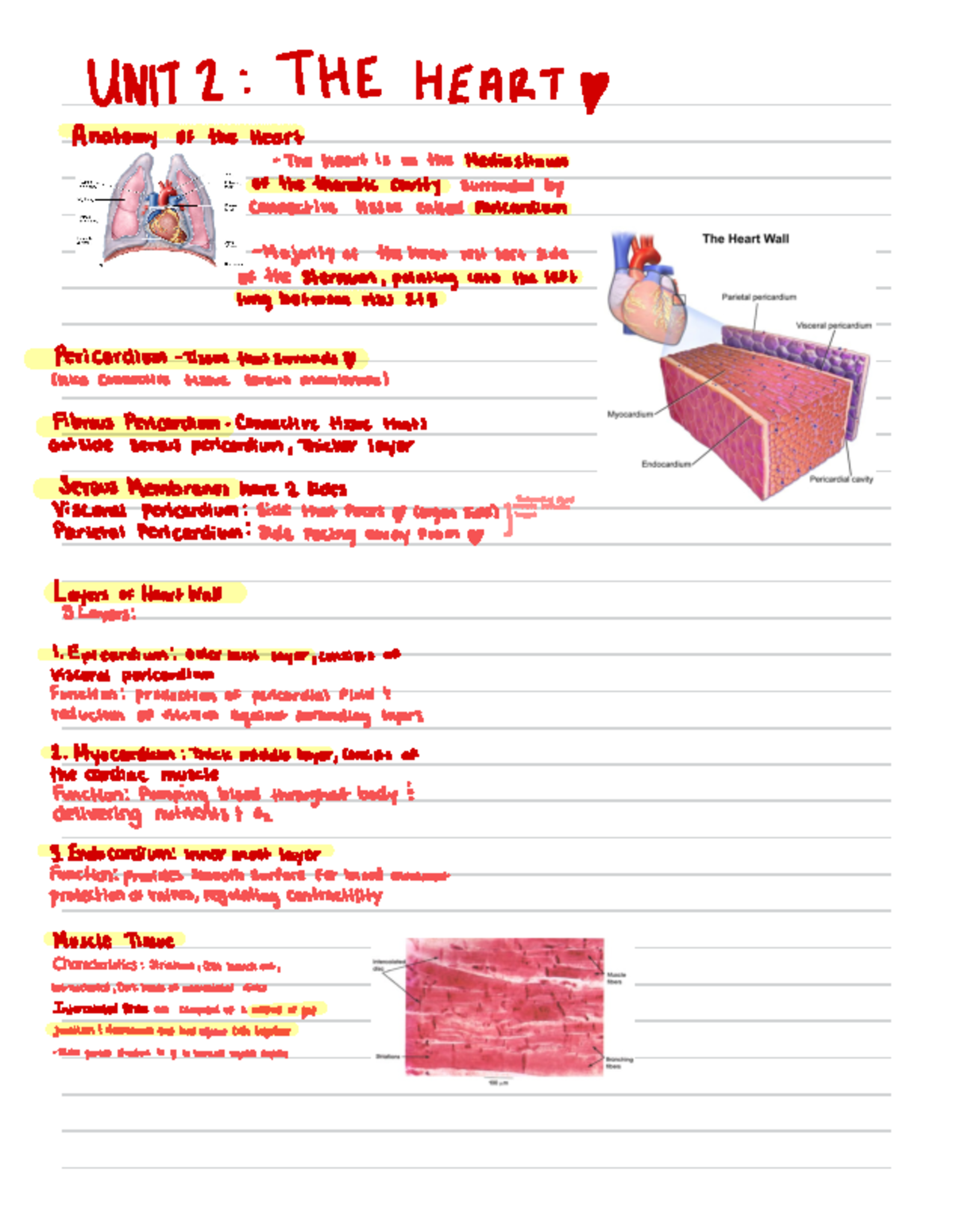 Heart Anatomy and Function: Unit 2 Lecture Notes - Studocu