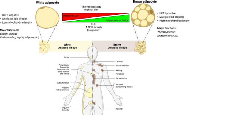 Browning of White Adipose Tissue: UCP1 and Metabolic Functions - Studocu