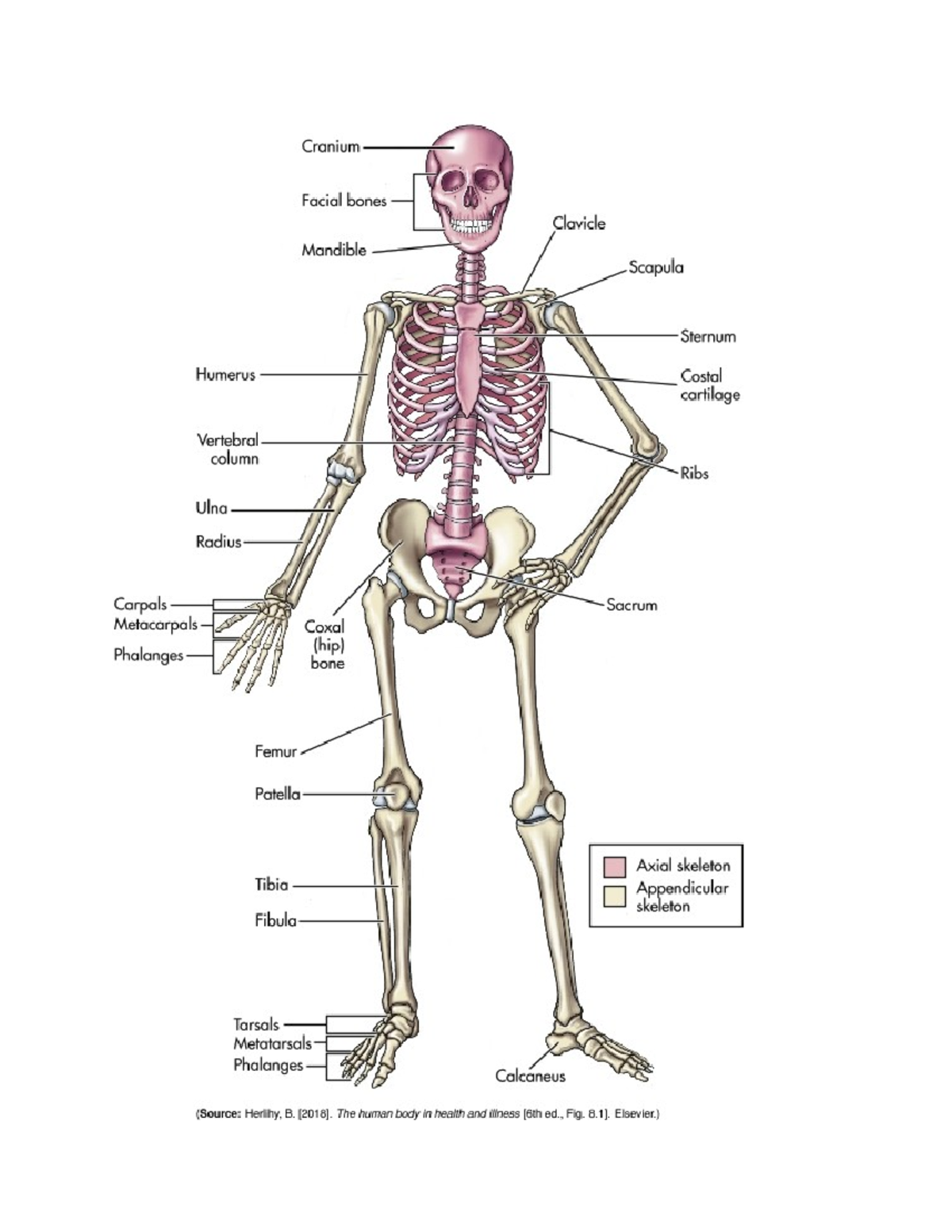 Skelton AK - Label skeleton - 130-t9690 - Cranium Facial bones Clavicle ...