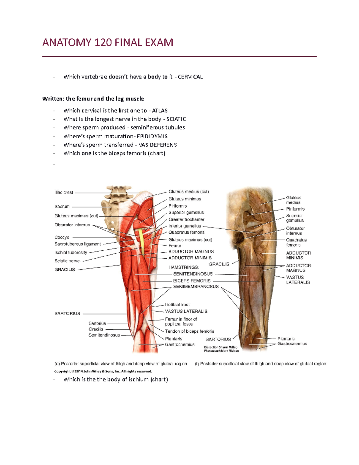 Final EXAM Questions - ANATOMY 120 FINAL EXAM Which vertebrae doesn’t ...