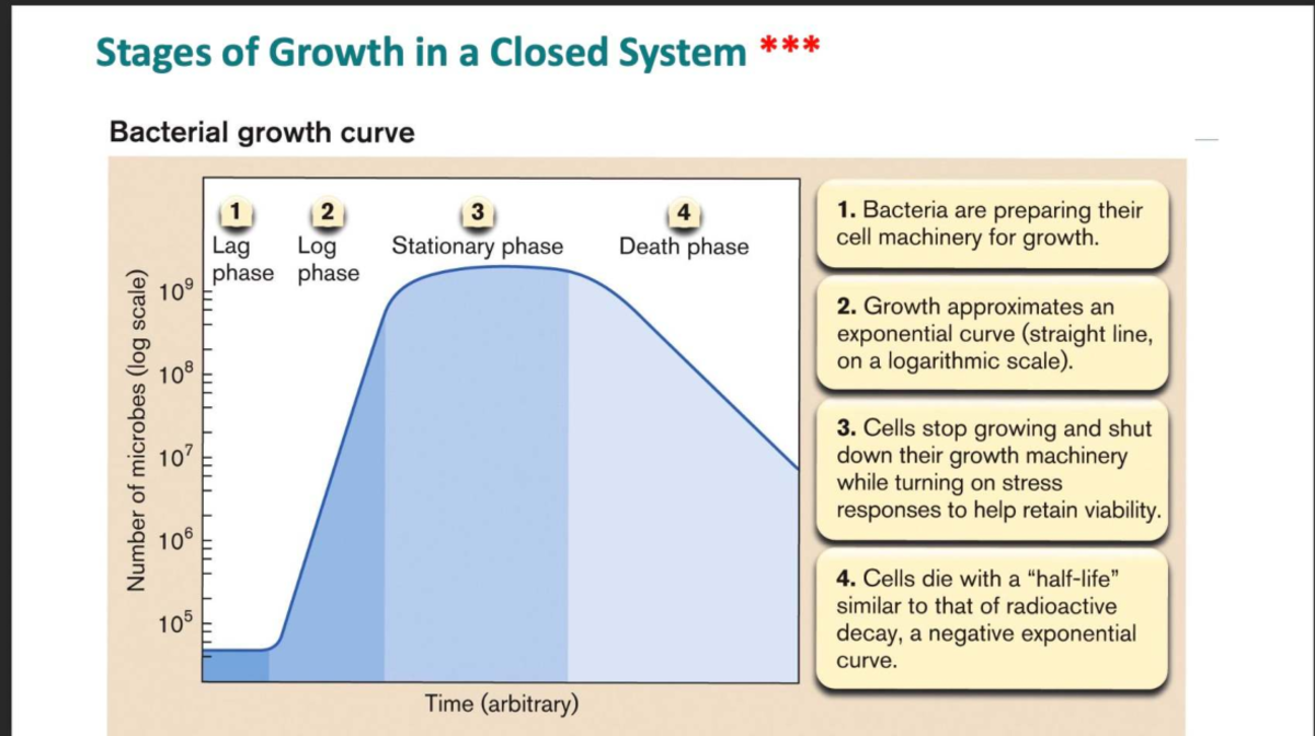 Bacterial Growth Curve Analysis: Stages & Parameters in Closed Systems ...