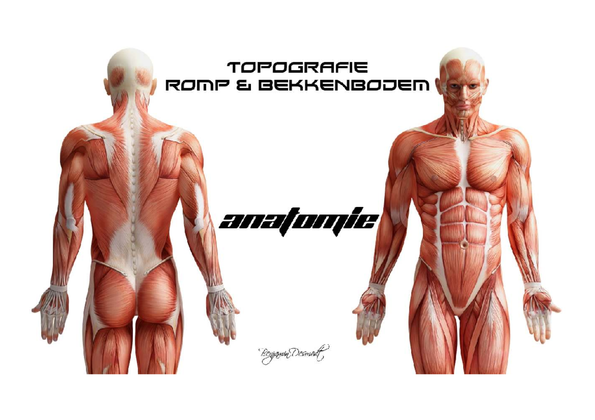 Anatomie - Topografie - Romp en Spieren van de Thorax - Studocu