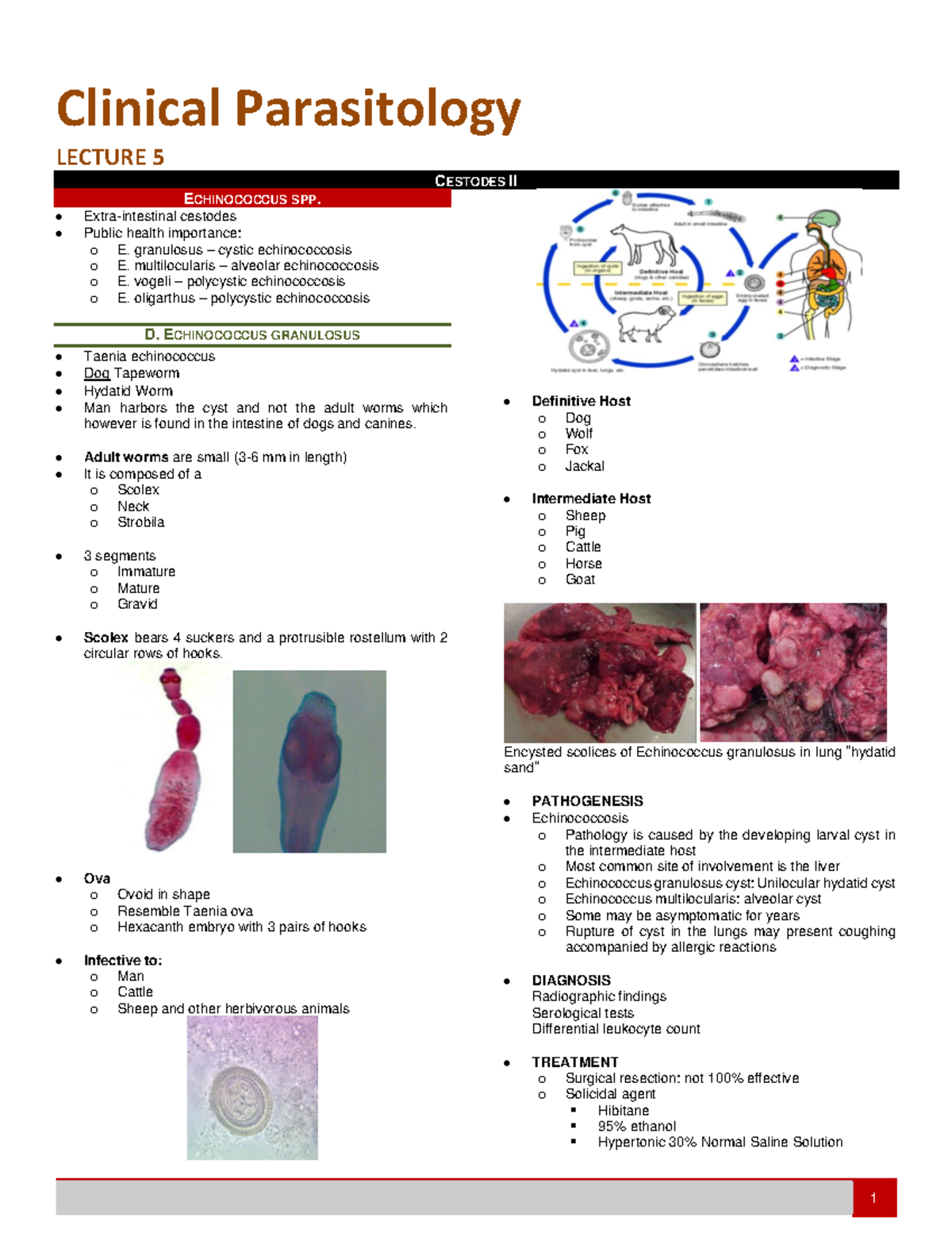 Clinical Parasitology LECTURE 5: Cestodes II - Echinococcus spp. - Studocu