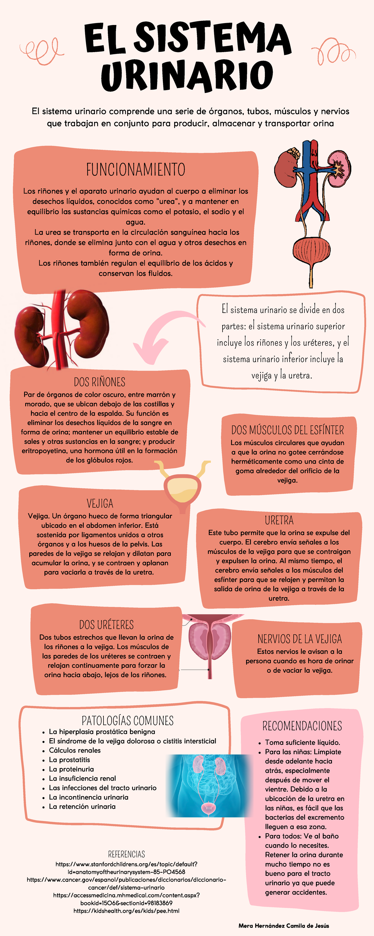 Sistema Urinario Funciones Partes Funcionamiento