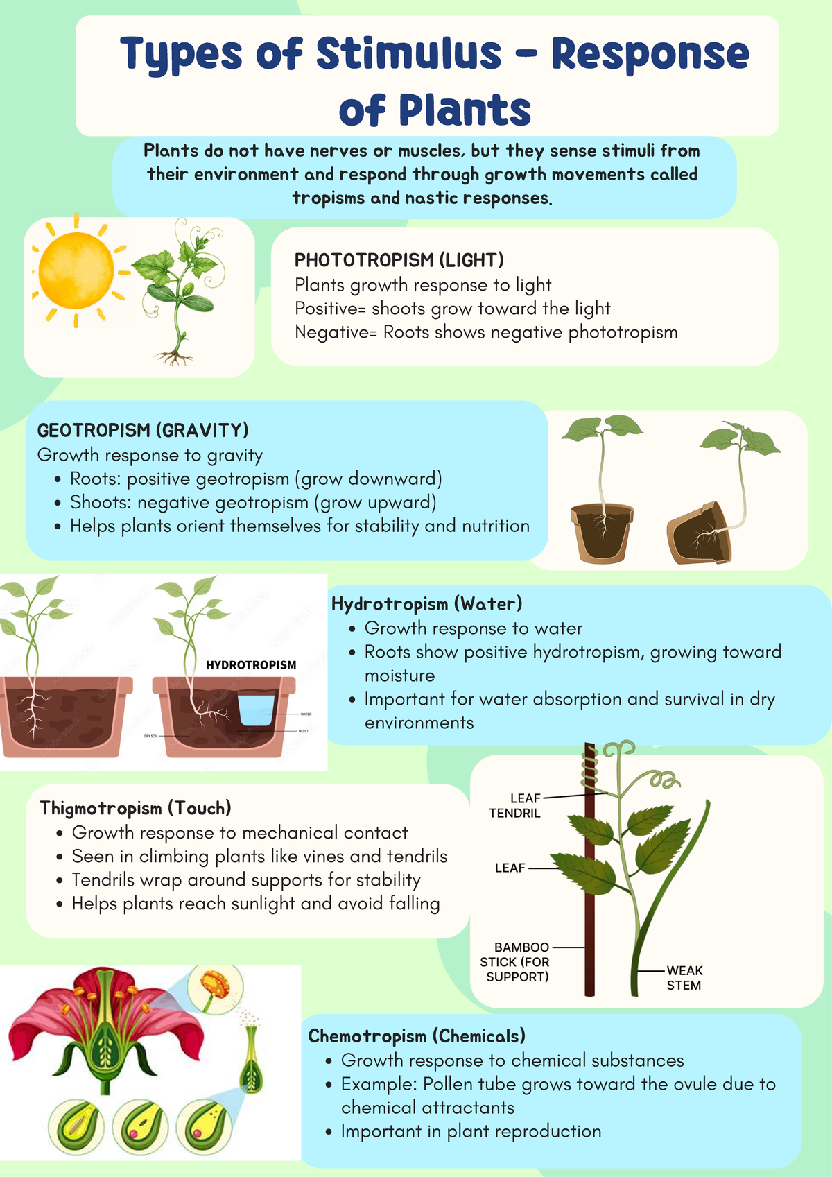 Types of Plant Stimulus Responses: Tropisms and Nastic Movements - Studocu