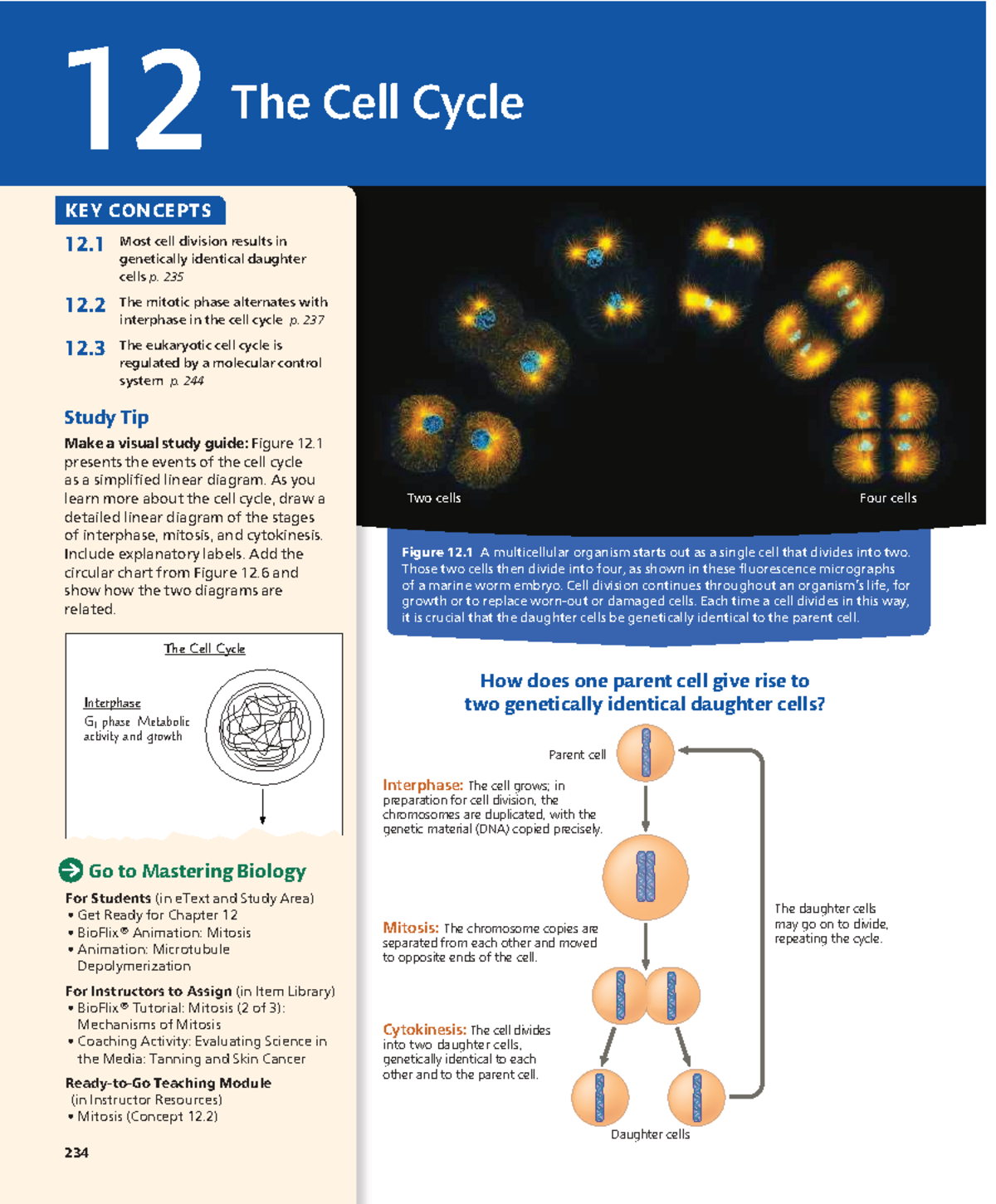 Cell Cycle Overview: Key Concepts and Mechanisms (BIO 101) - Studocu