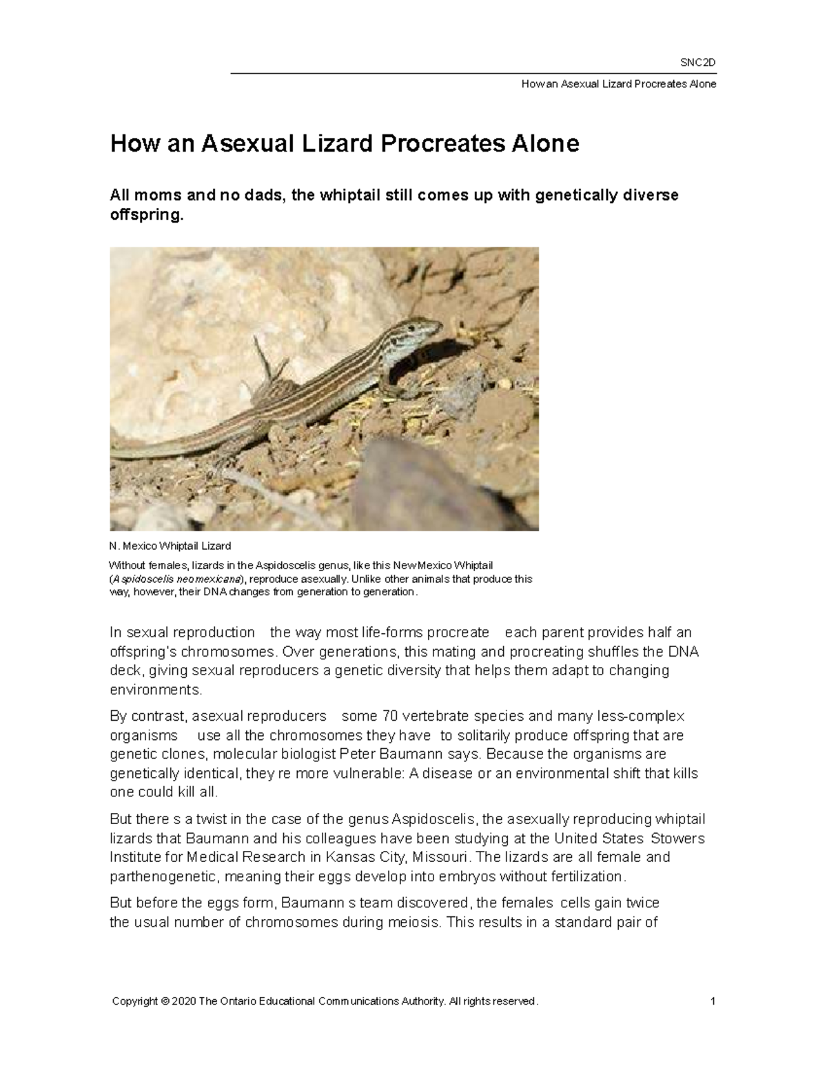 SNC2D Final Exam: Asexual Reproduction in Whiptail Lizards Explained ...