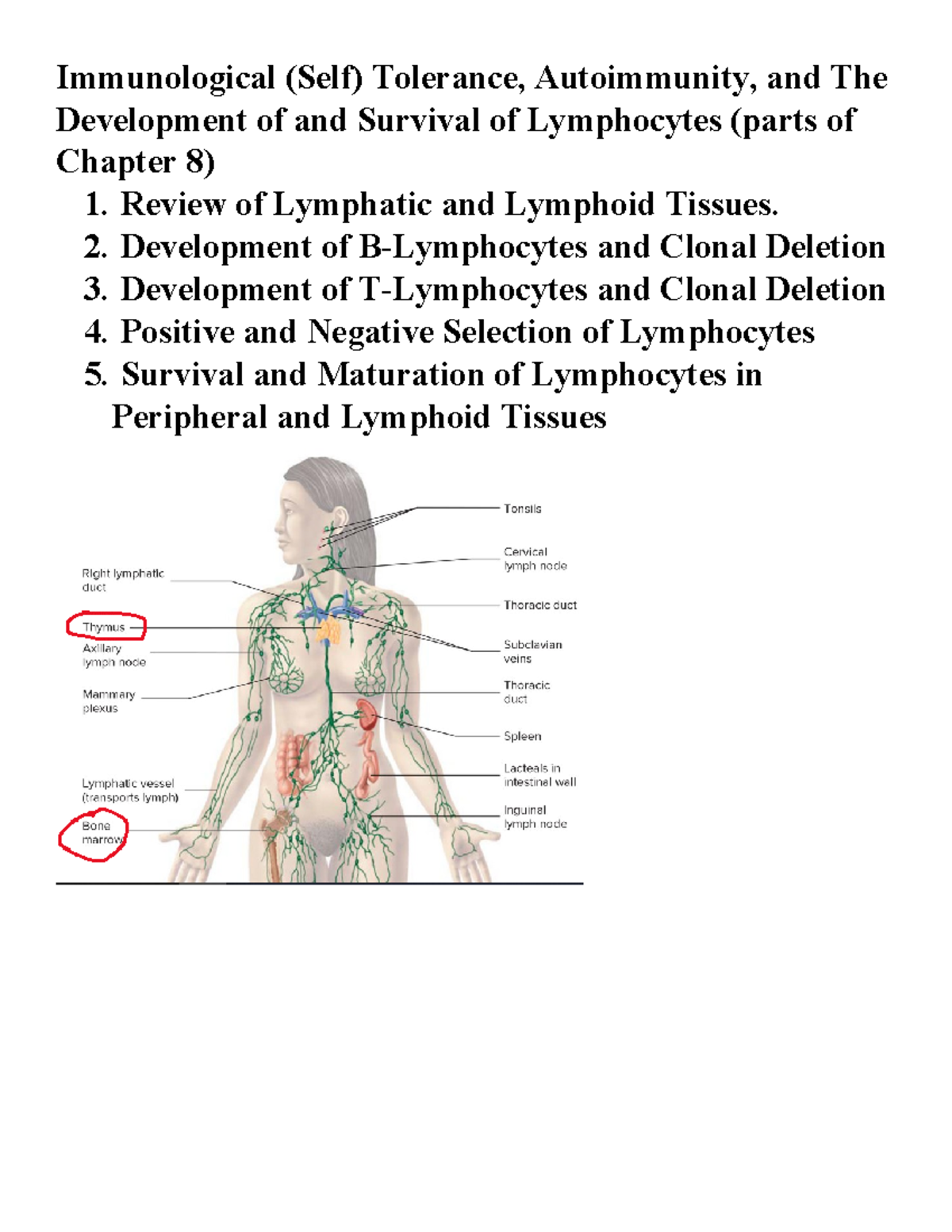 Immunological Tolerance and Lymphocyte Development: Chapter 8 Overview ...