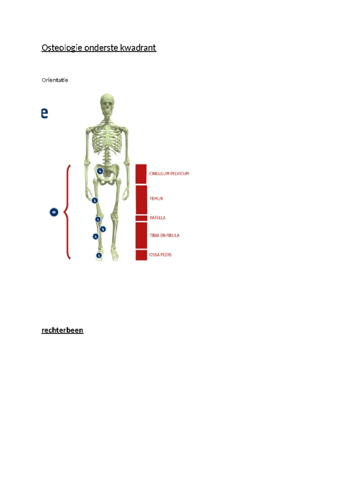 Zelfstudie Arm Anatomie en Structuur - College Notities - Studocu