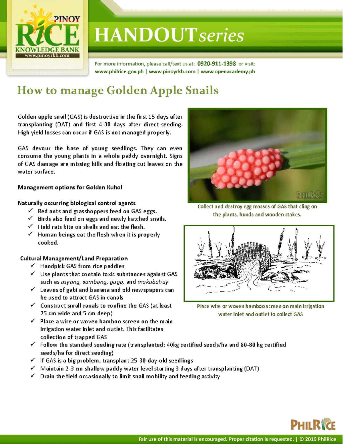 Effective Management Strategies for Golden Apple Snails (GAS) in Rice ...