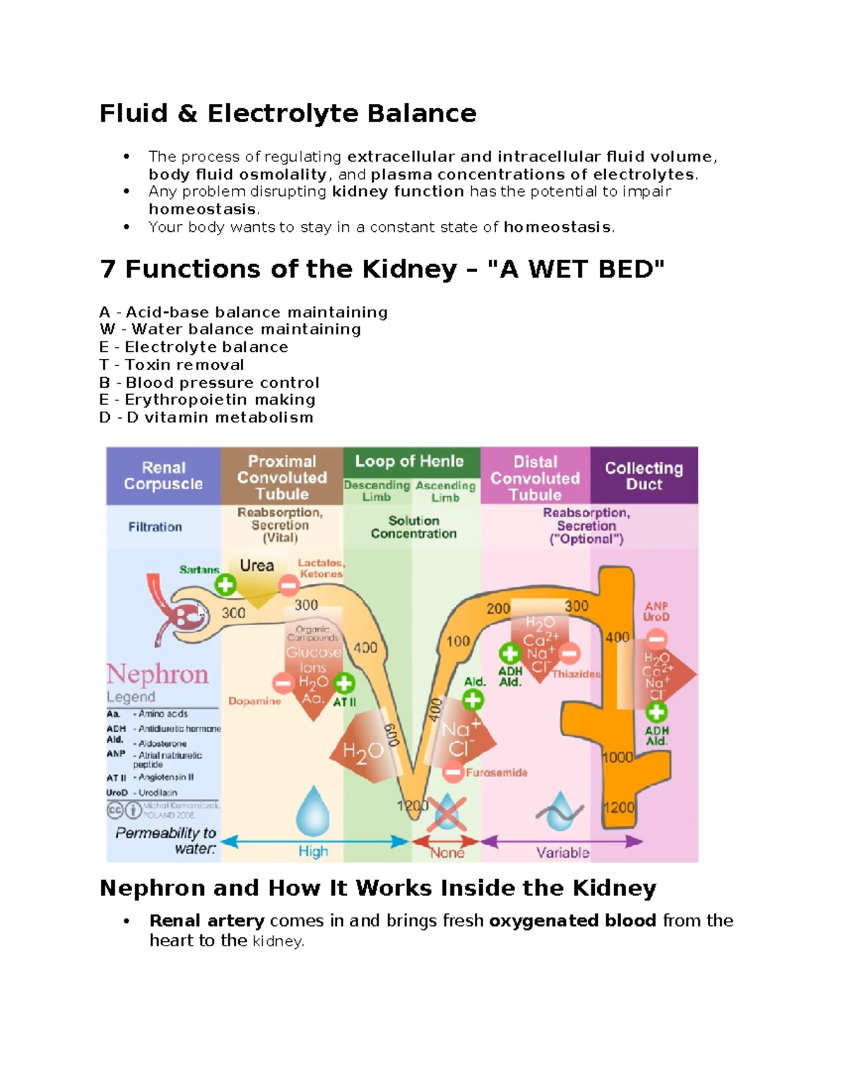 Fluid and Electrolyte Balance Notes: Kidney Function & Homeostasis ...