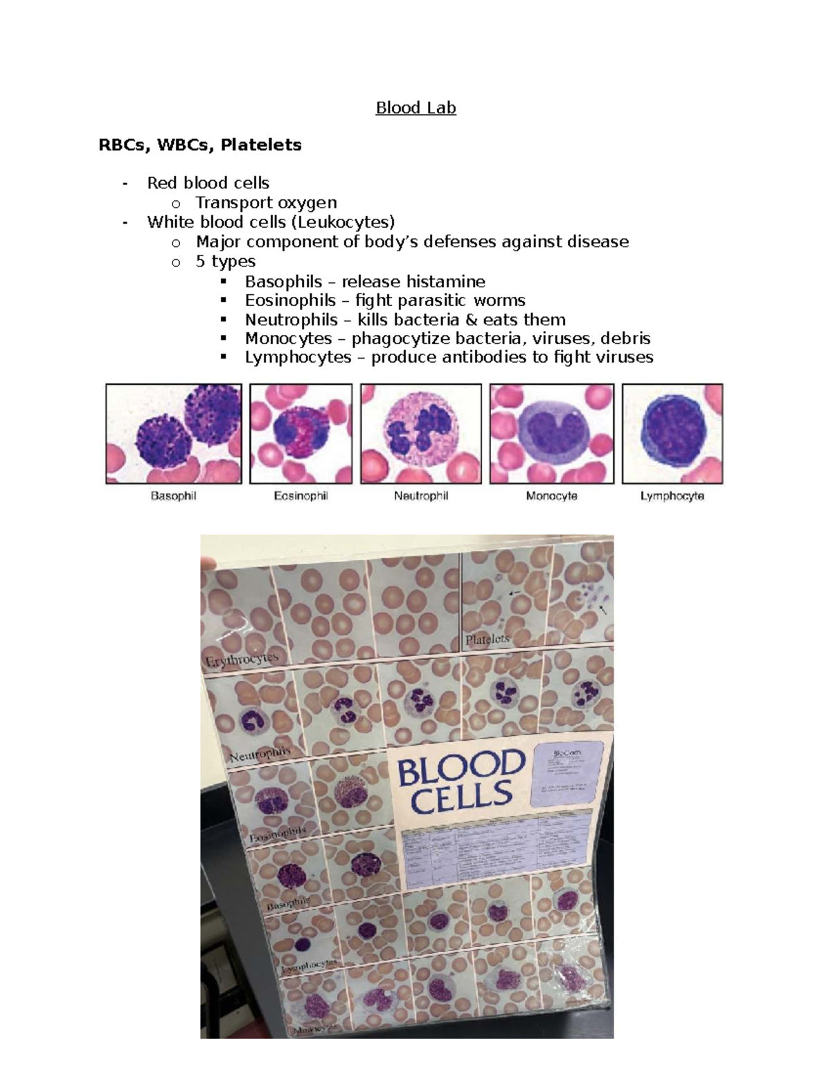 Blood Lab Study Guide: RBCs, WBCs, Platelets & Blood Typing - Studocu