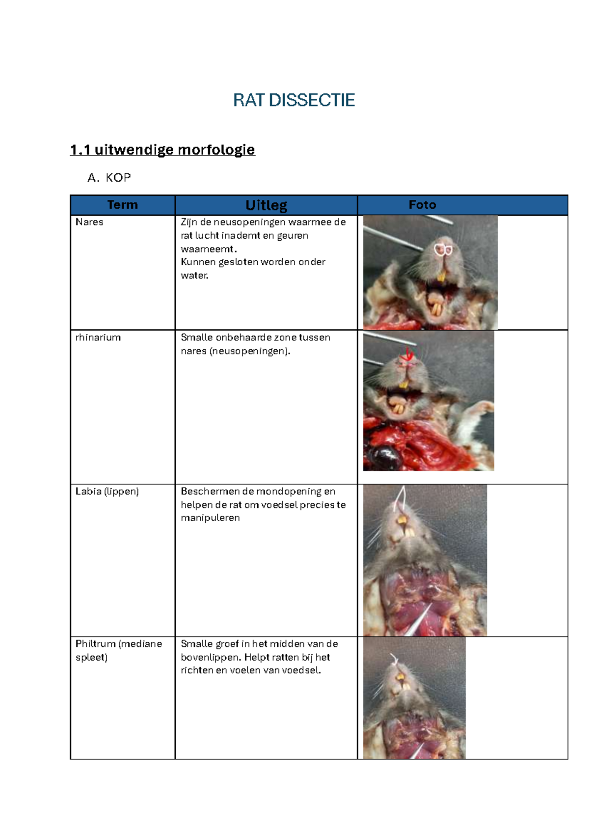 RAT DISSECTIE PRACTICUM: UITWENDIGE MORFOLOGIE EN ORGAANSTRUCTUUR - Studocu