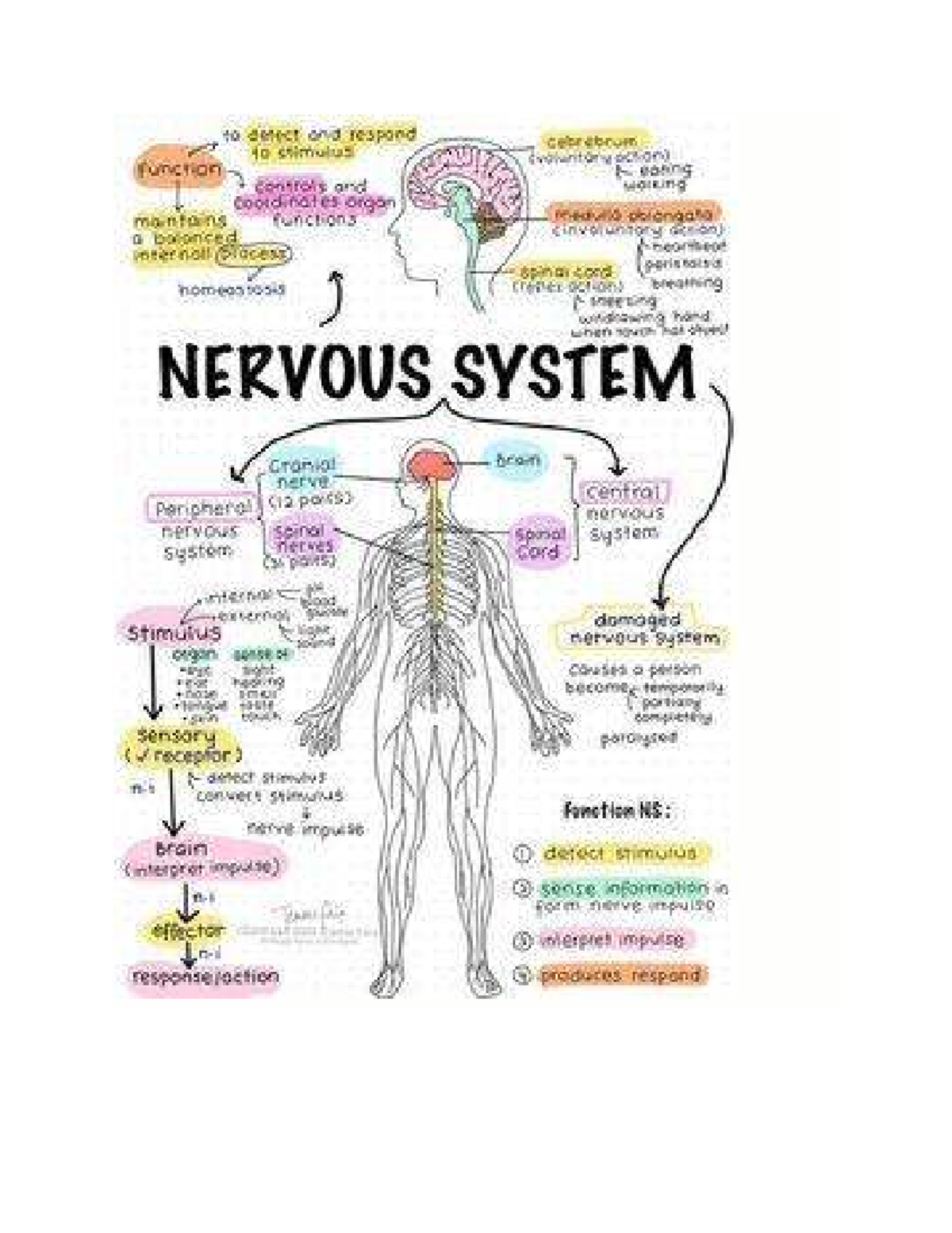 NUR 101: Understanding the Nervous System and Its Functions - Studocu