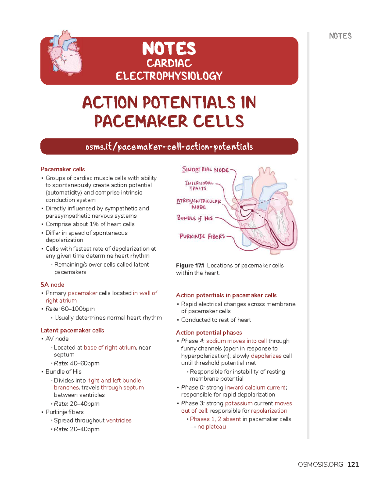 Cardiac Electrophysiology: Action Potentials in Pacemaker Cells - Studocu