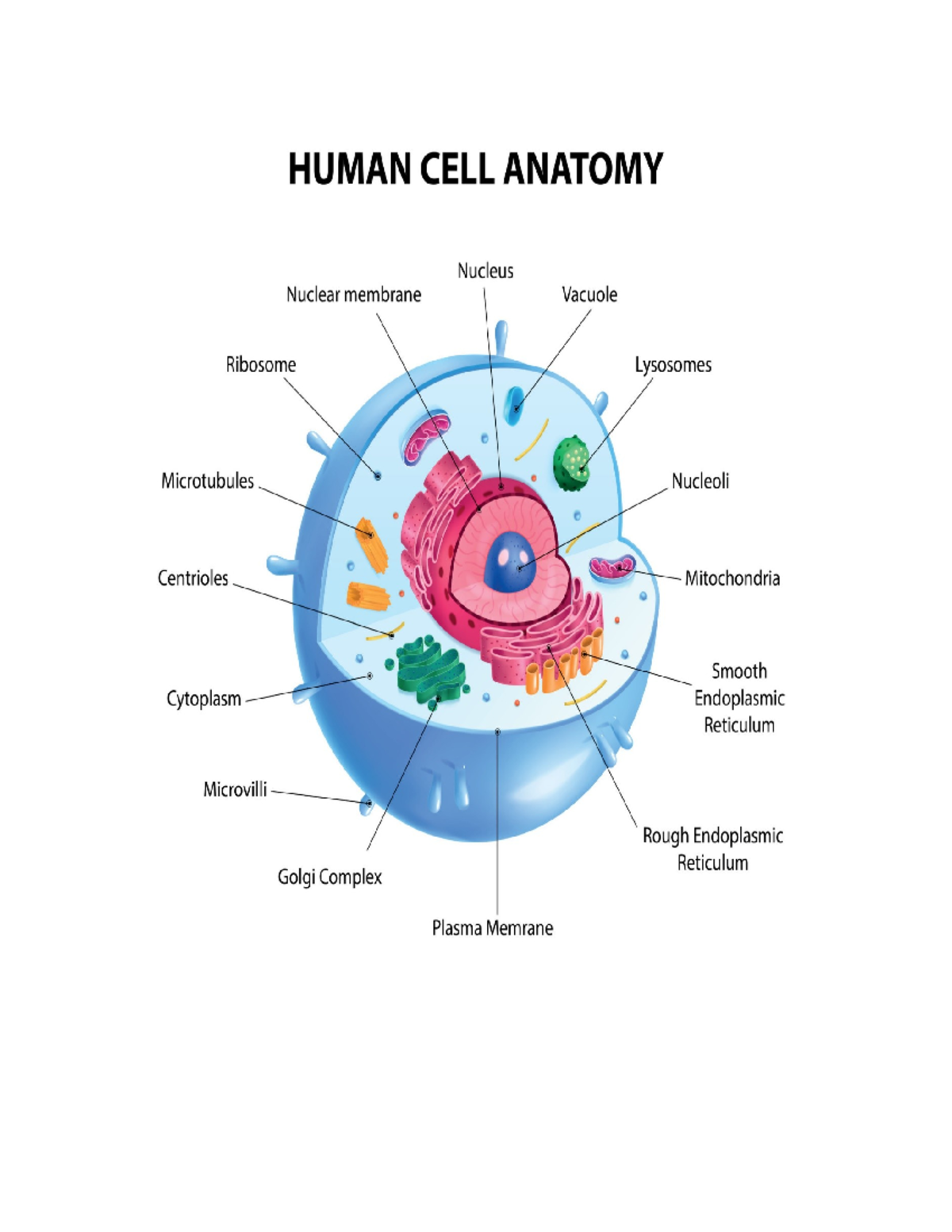 Human cell print - .... - Anatomy and Physiology - HUMAN CELL ANATOMY ...