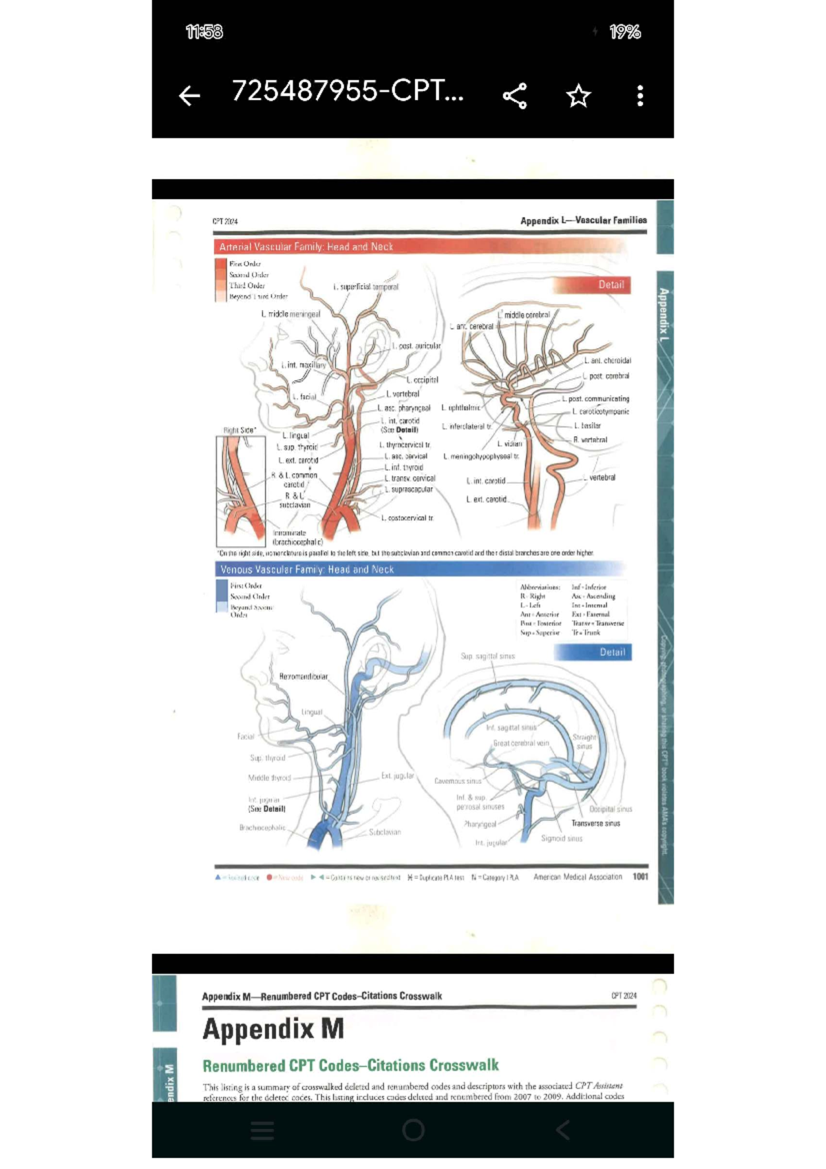 CPT 2024 Appendix: Arterial & Venous Vascular Families of Head and Neck ...