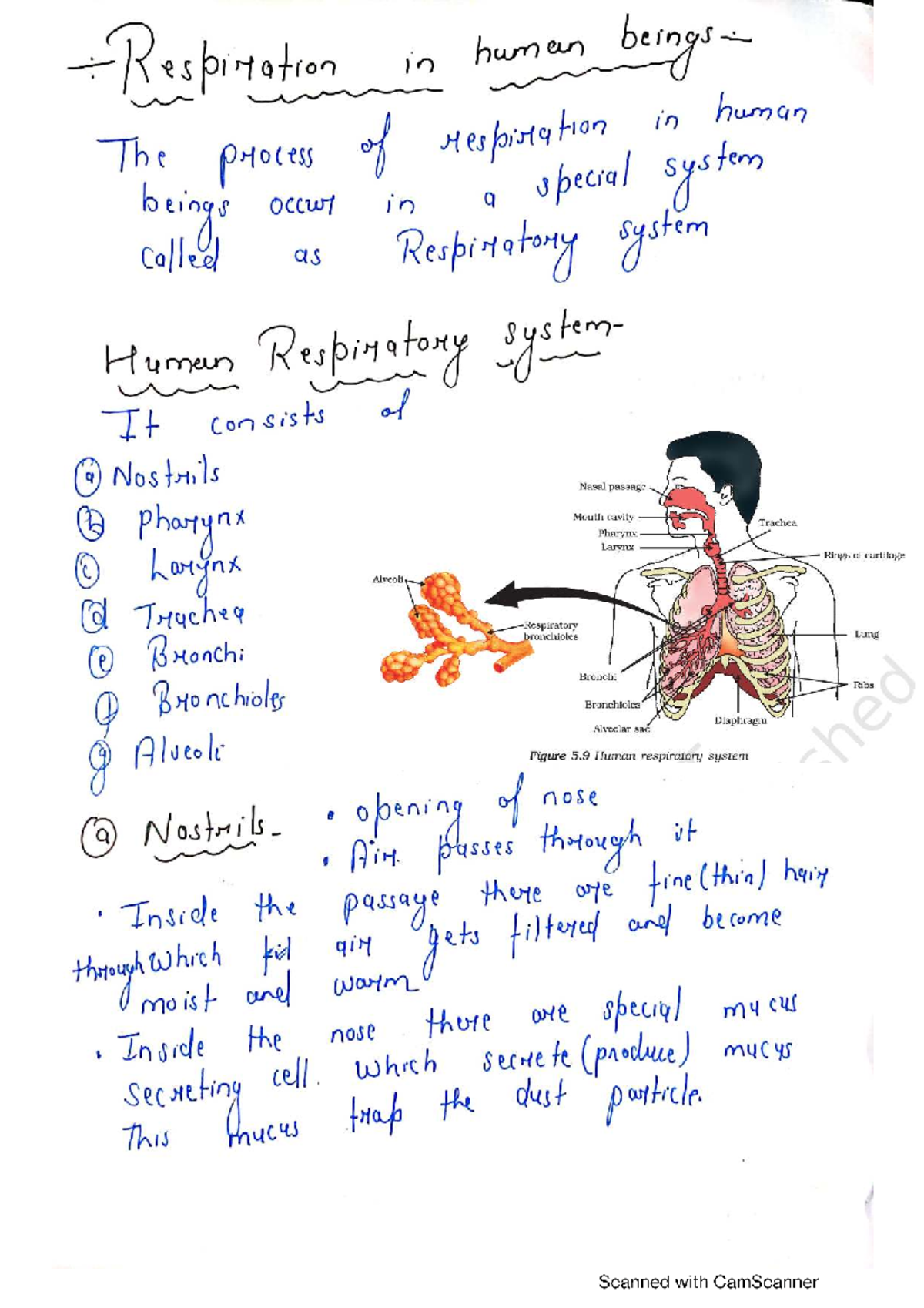 Life Process -3 (2) - Comprehensive Study Notes on Human Respiration ...