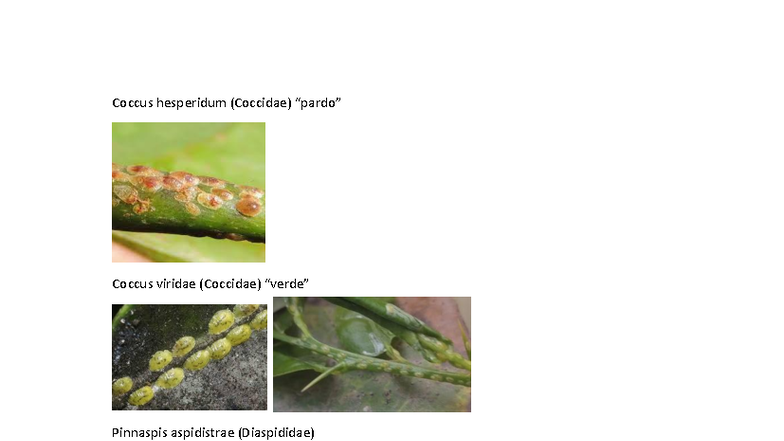 Examen 2 Ento Agri Lab - Apuntes de Insectos y Plagas - Studocu
