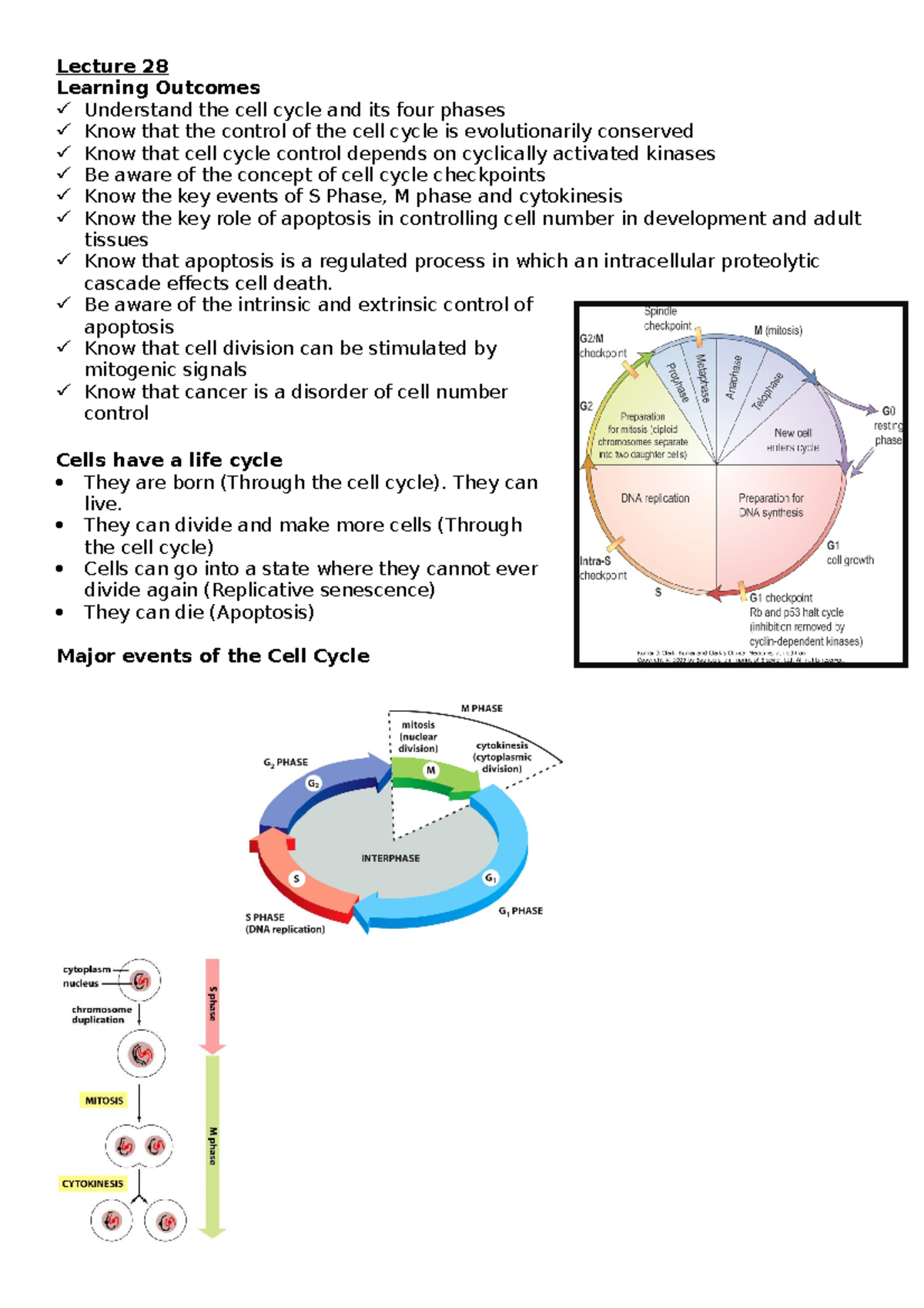 Cell Cycle Overview: Essential Notes from Lecture 28 (BIO 101) - Studocu