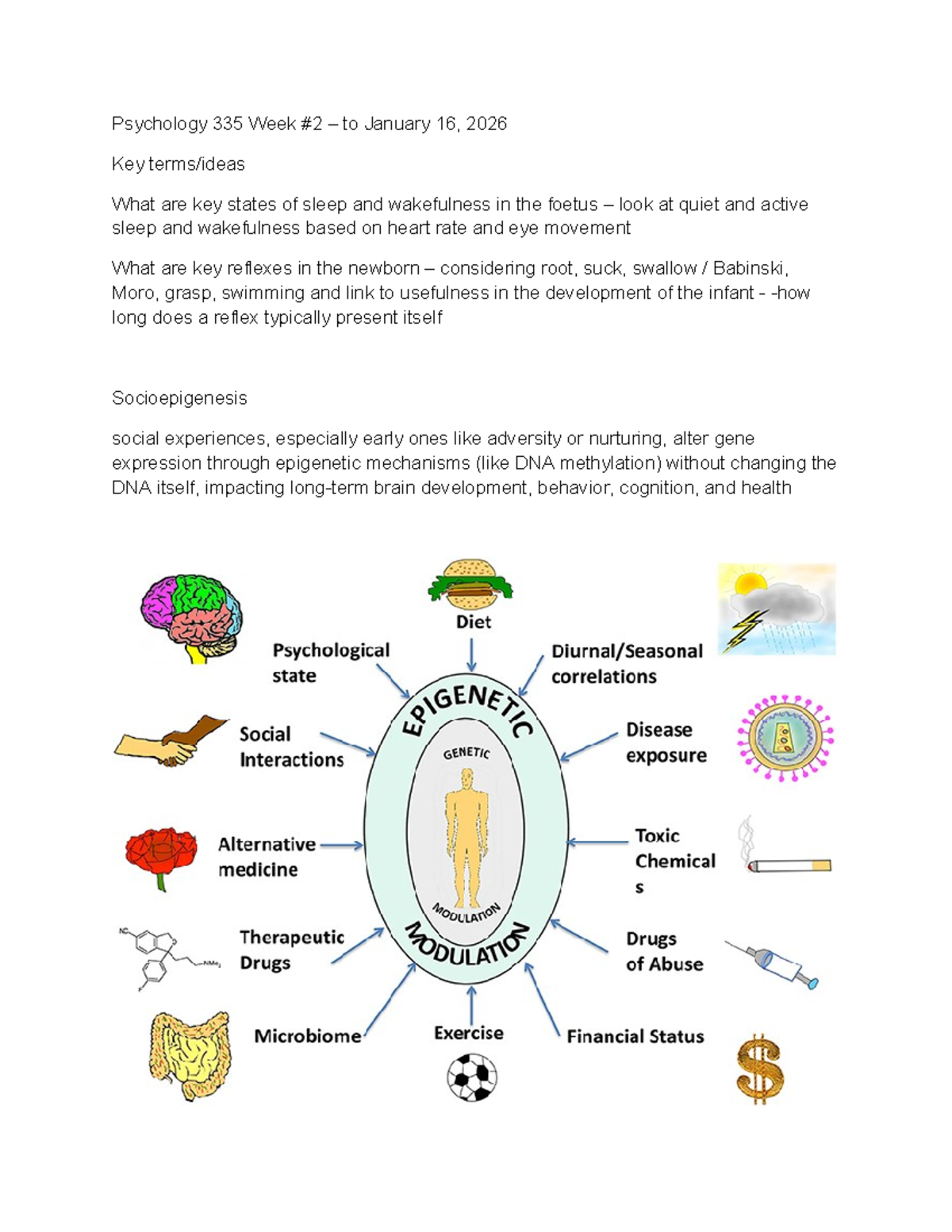 Psychology 335 Week 2 Summary: Sleep, Reflexes, and Epigenetics - Studocu