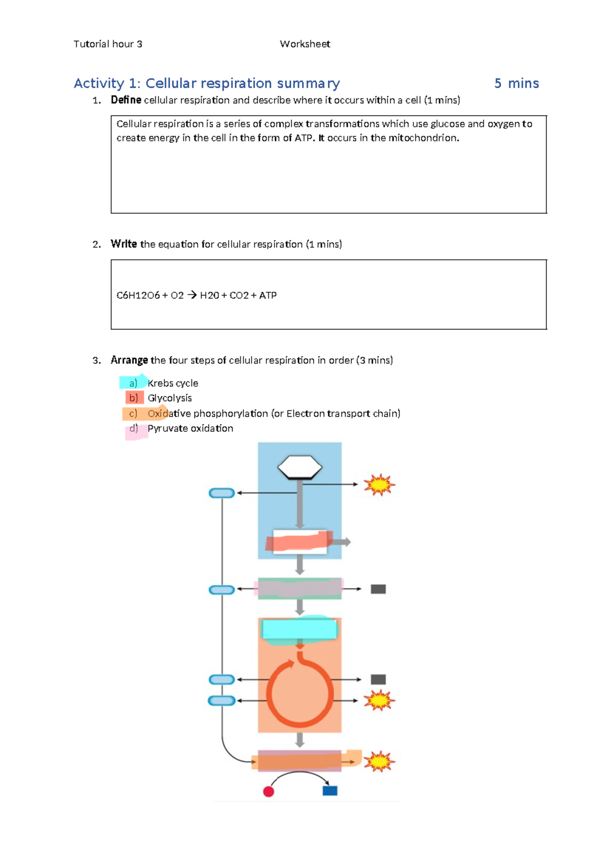 Biology 101 - Cellular Respiration & Photosynthesis Worksheet - Studocu