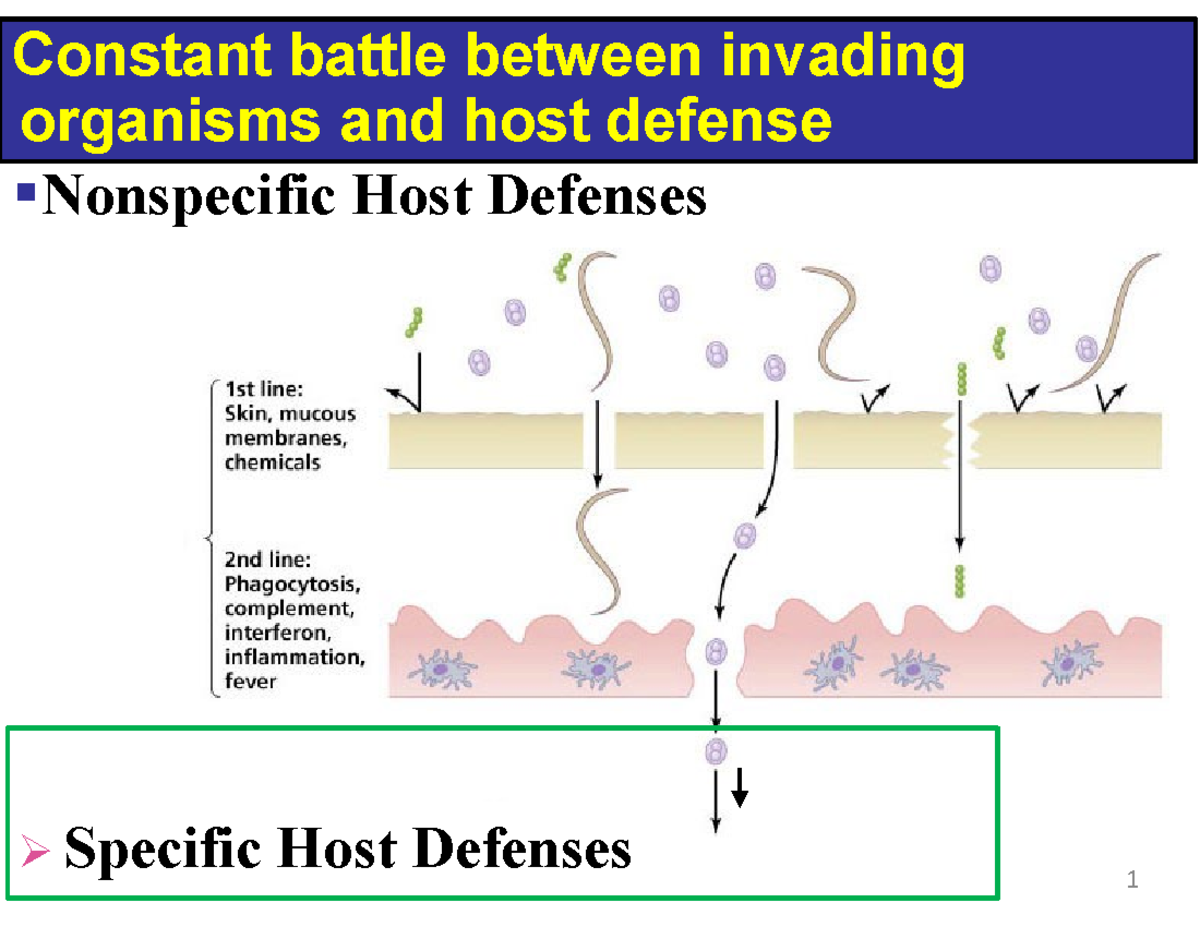 Bi 234 Chapter 16: Host Defenses and Adaptive Immunity Study Guide ...
