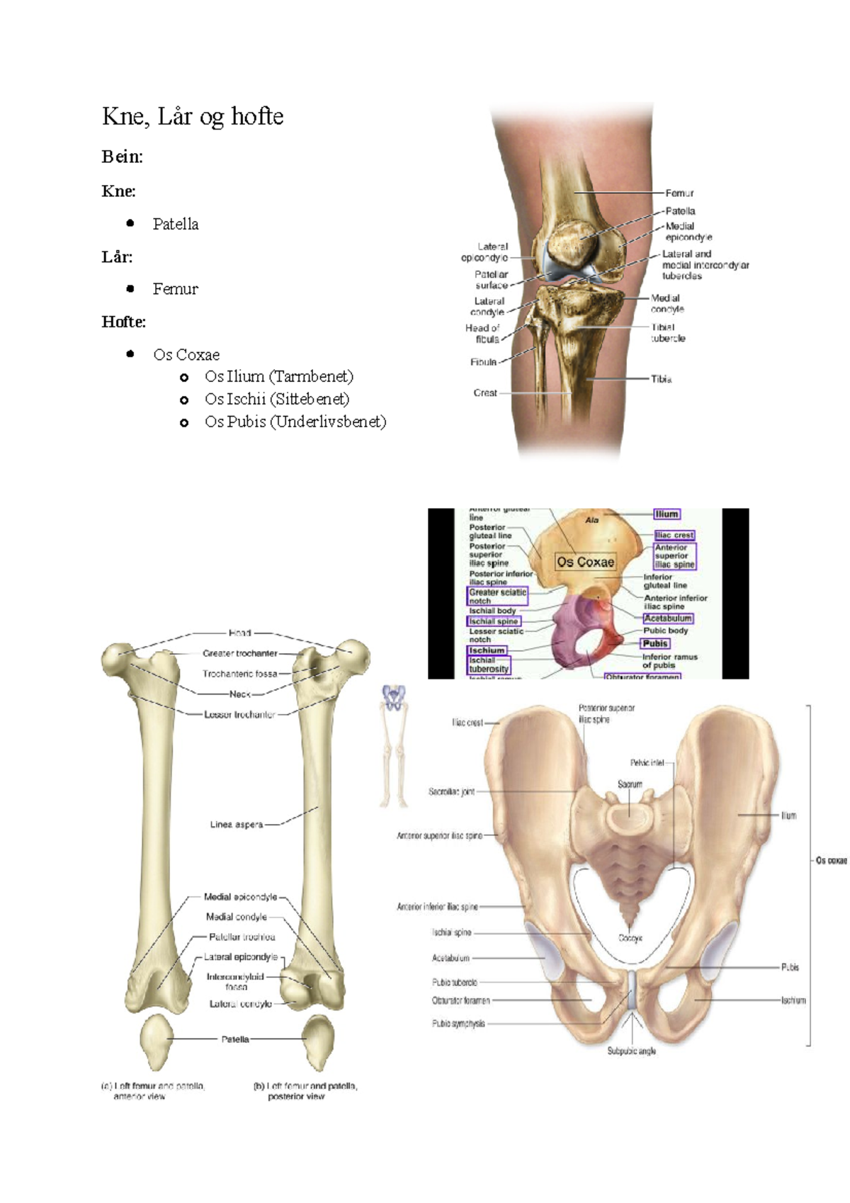 anatomi-kne-l-r-og-hofte-kne-l-r-og-hofte-bein-kne-patella-l-r