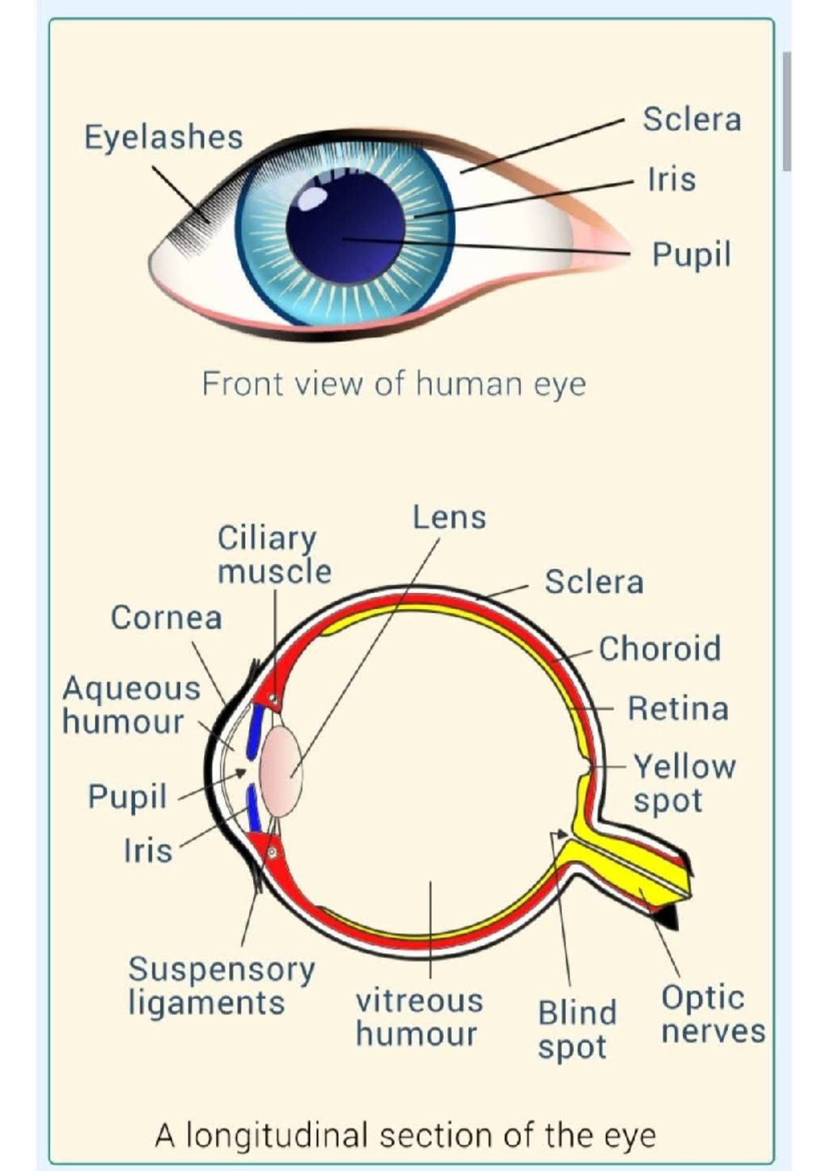 The Eye - Gr 12 - Short Notes on Human Eye Anatomy and Function - Studocu
