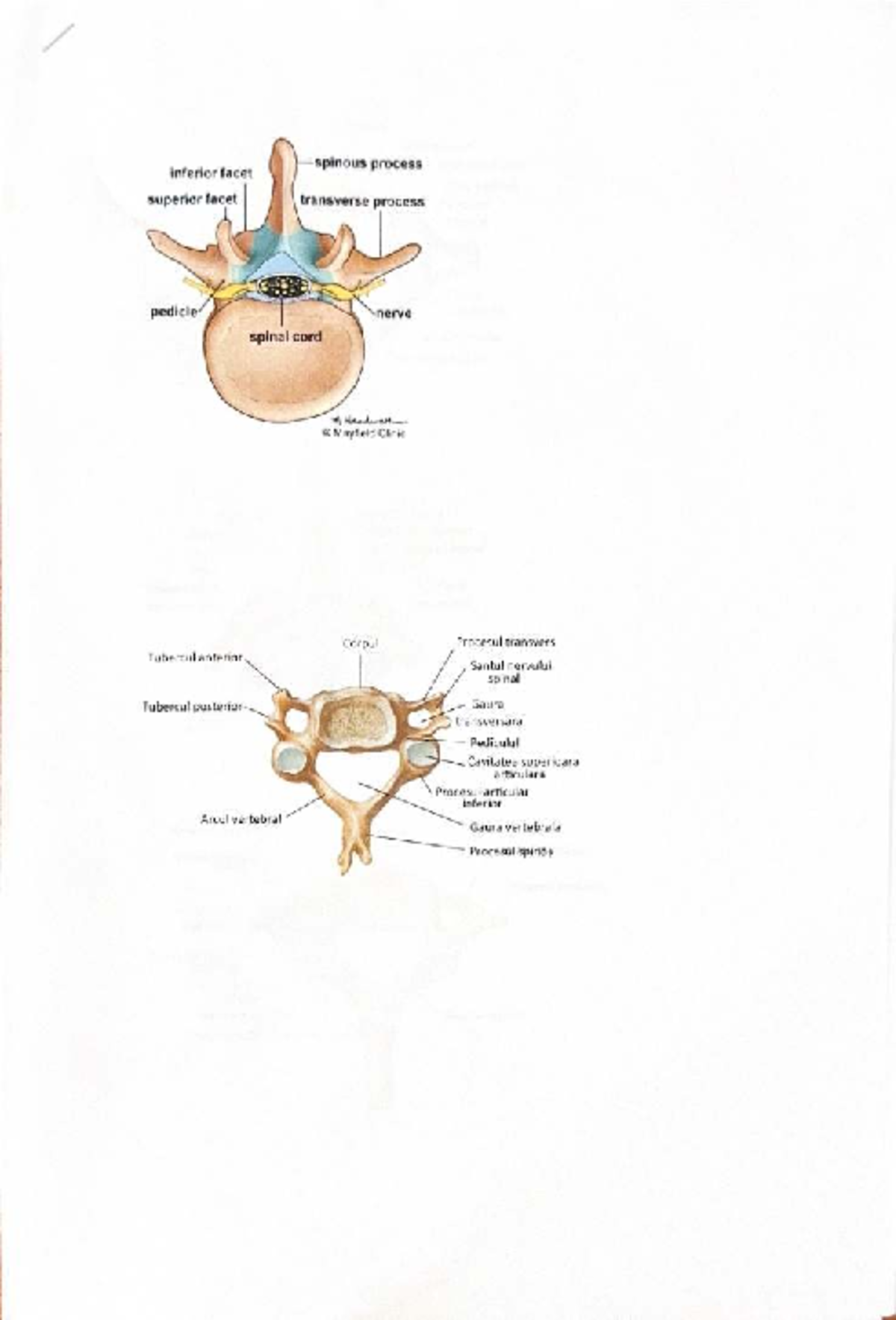 Anatomie Vertebrală: Procesul Spinous și Structuri Asociate - VHU - Studocu