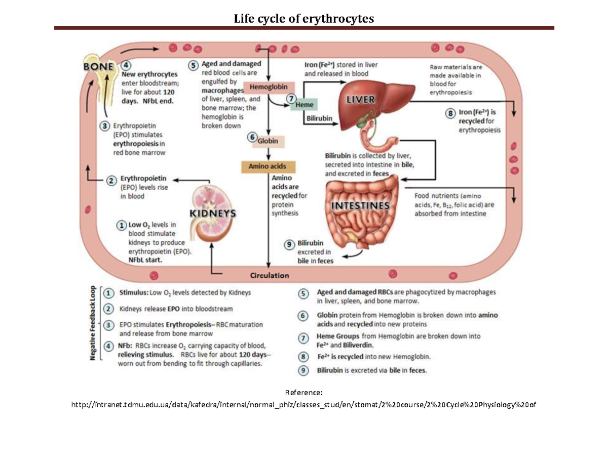 Red Blood Cell Life Cycle Diagram