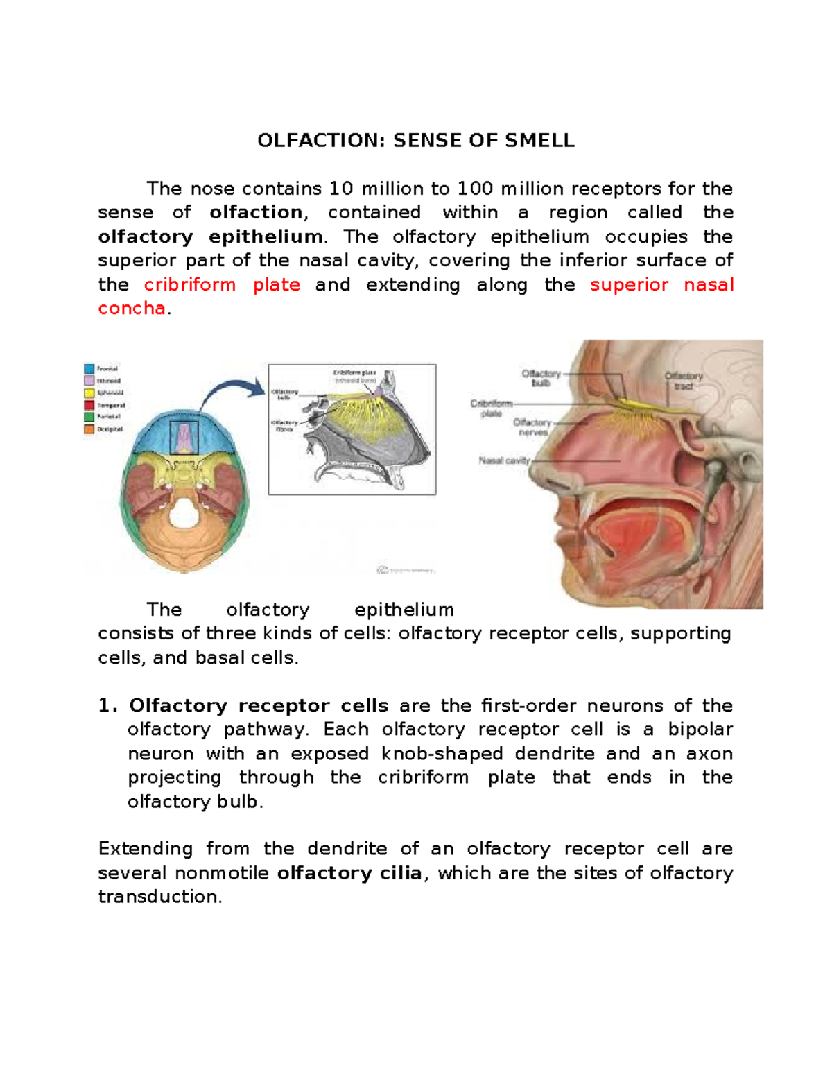 Notes-NOSE - Nose anatomy - OLFACTION: SENSE OF SMELL The nose contains ...