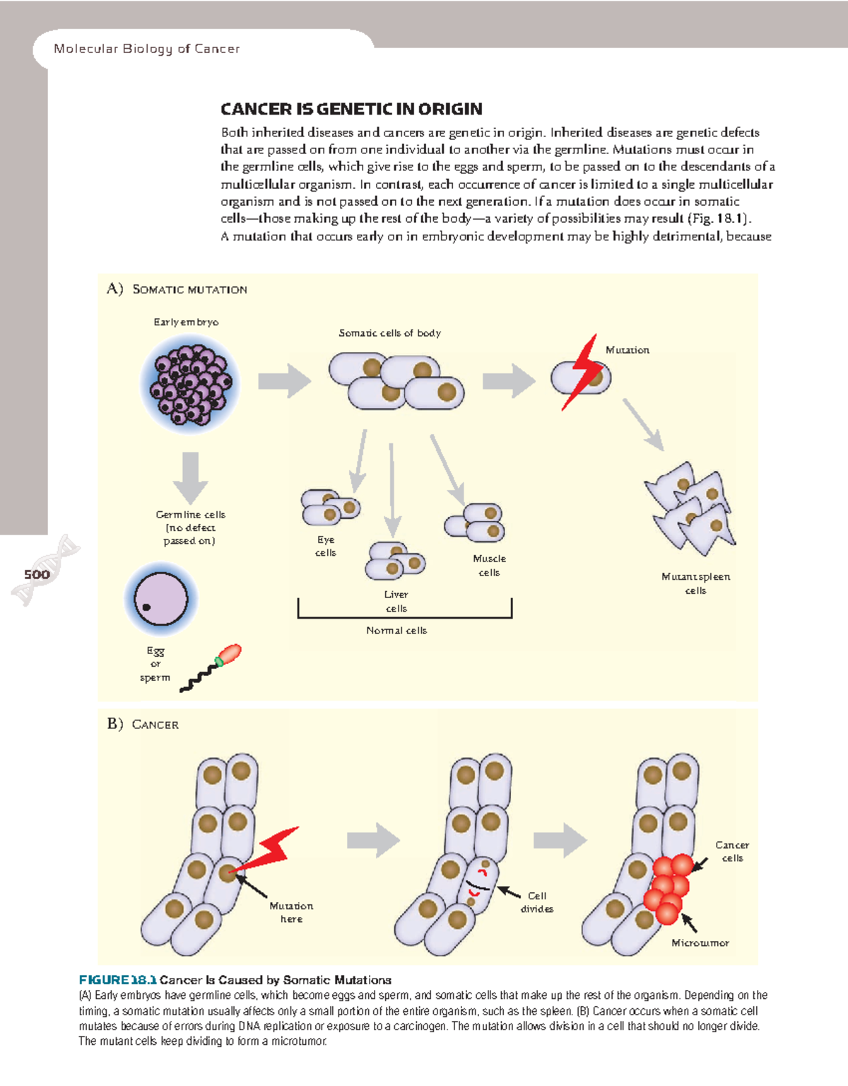 Cancer Is Genetic In Origin - Molecular Biology of Cancer 500500 CANCER ...