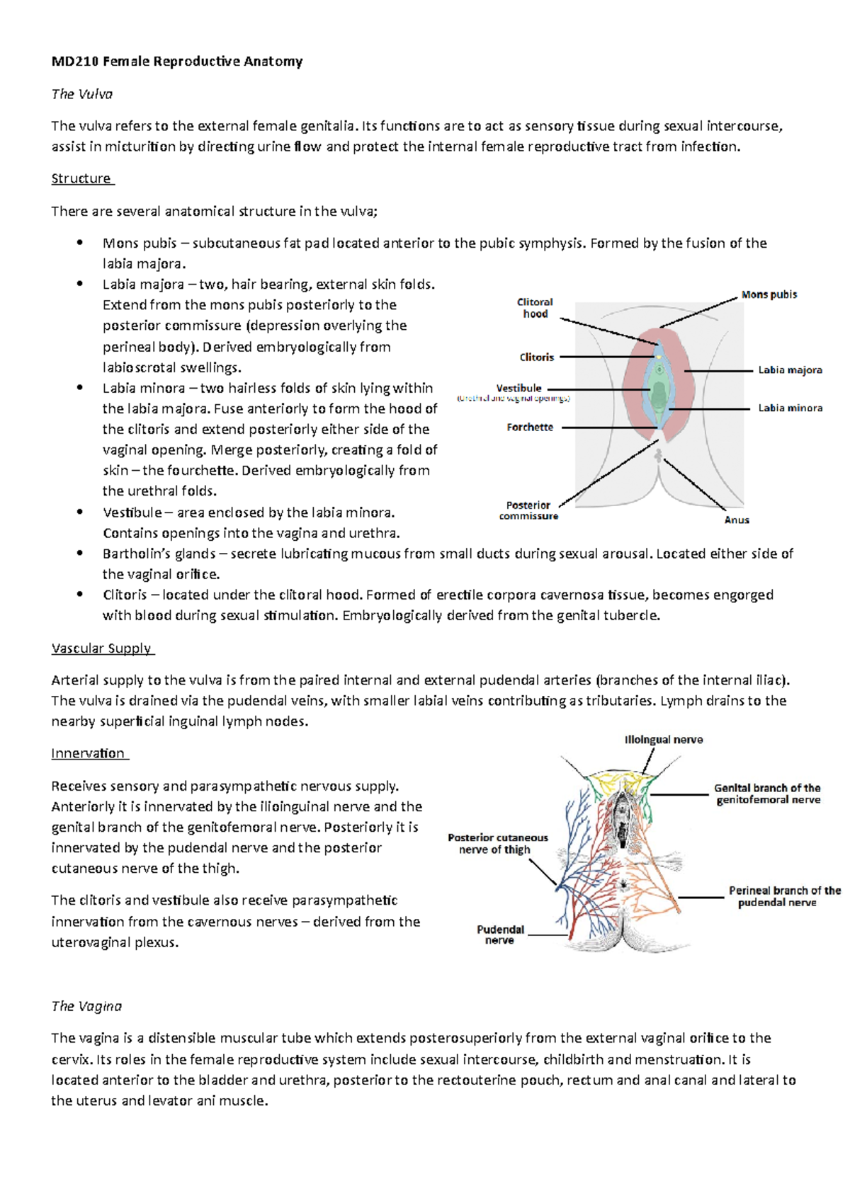 MD210 Female Reproductive Anatomy Overview and Structure Guide - Studocu