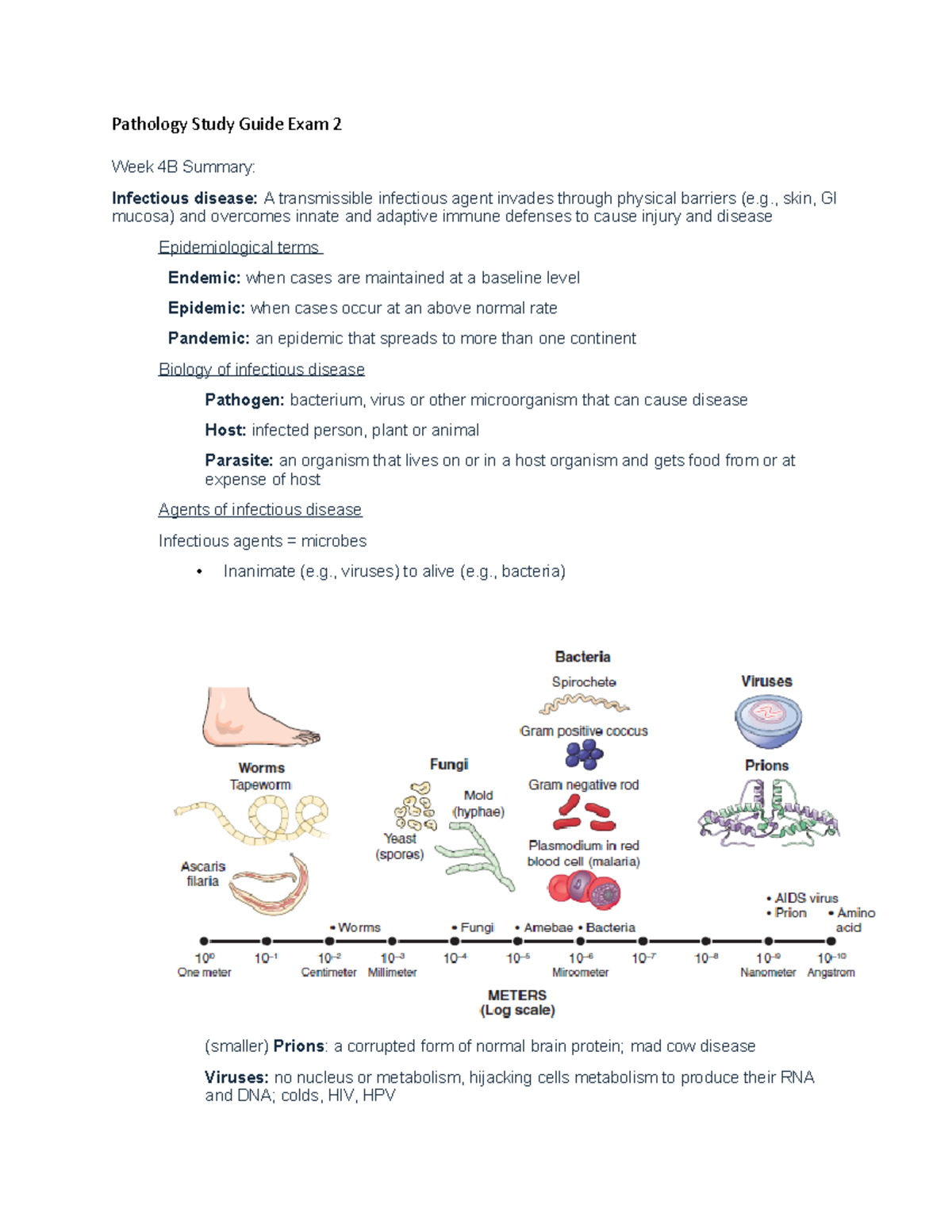Pathology Study Guide Exam 2 - Key Concepts and Summaries - Studocu
