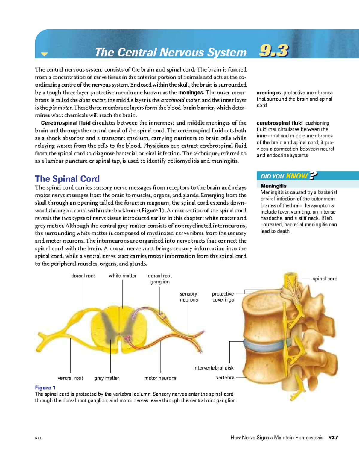 BIO 09: Functions and Imaging Techniques of the Central Nervous System ...