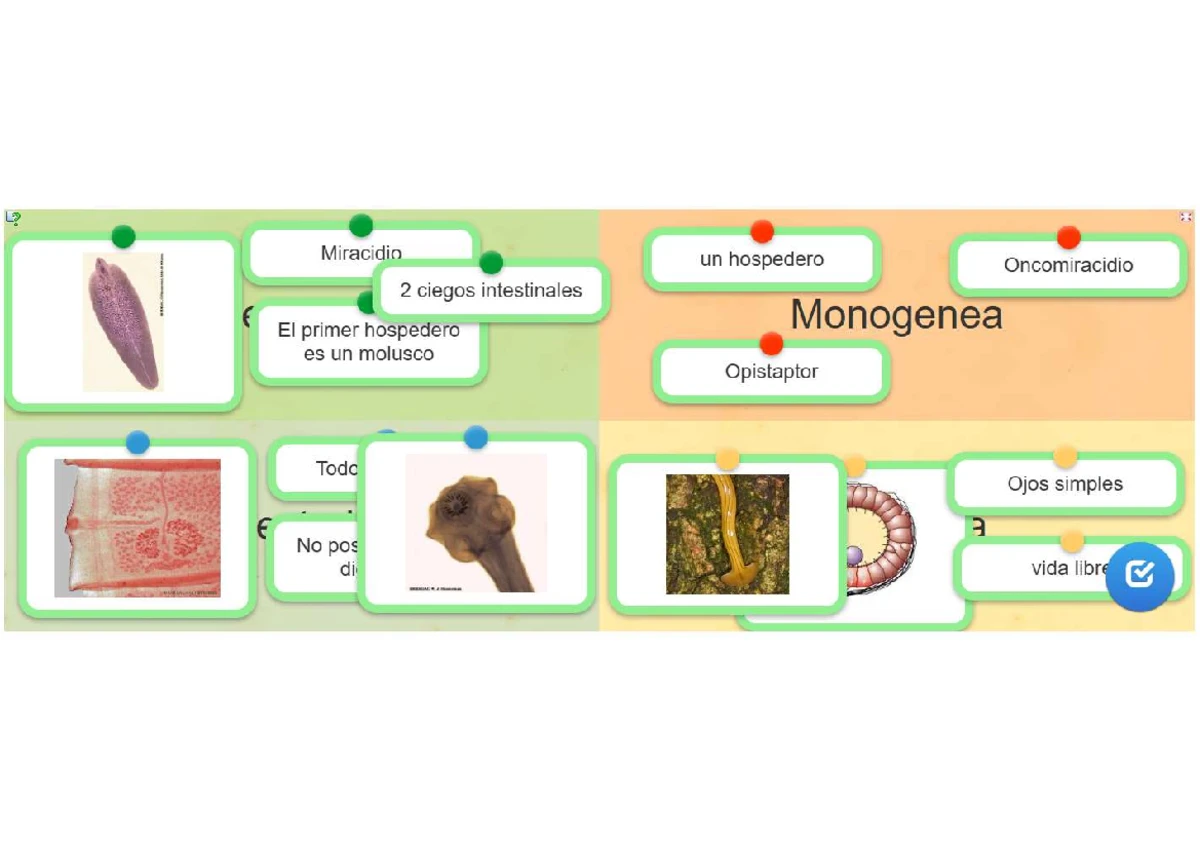 Ciclo de Vida de los Platelmintos: Monogenea, Cestodos y Tremátodos ...